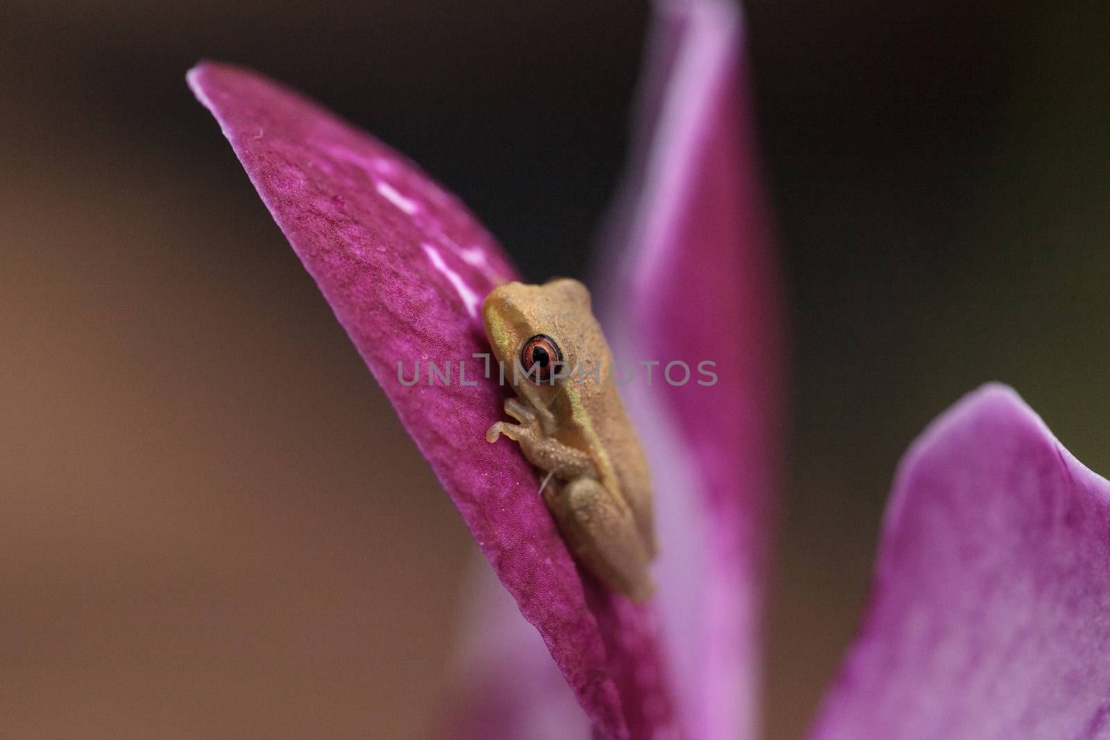 Green Baby pine woods tree frog Dryphophytes femoralis perched on an orchid flower in Naples, Florida.