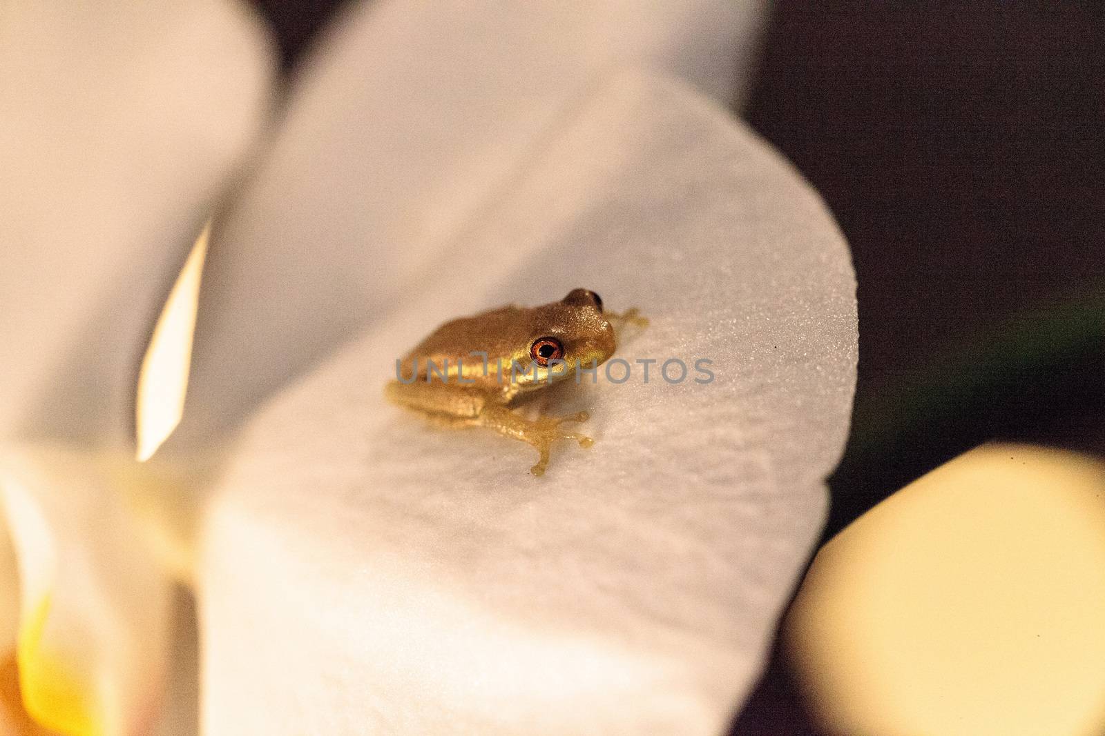 Green Baby pine woods tree frog Dryphophytes femoralis perched o by steffstarr