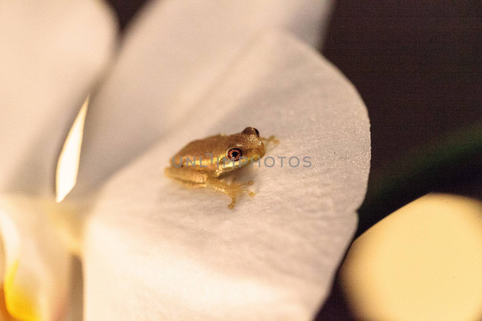 Green Baby pine woods tree frog Dryphophytes femoralis perched on an orchid flower in Naples, Florida.