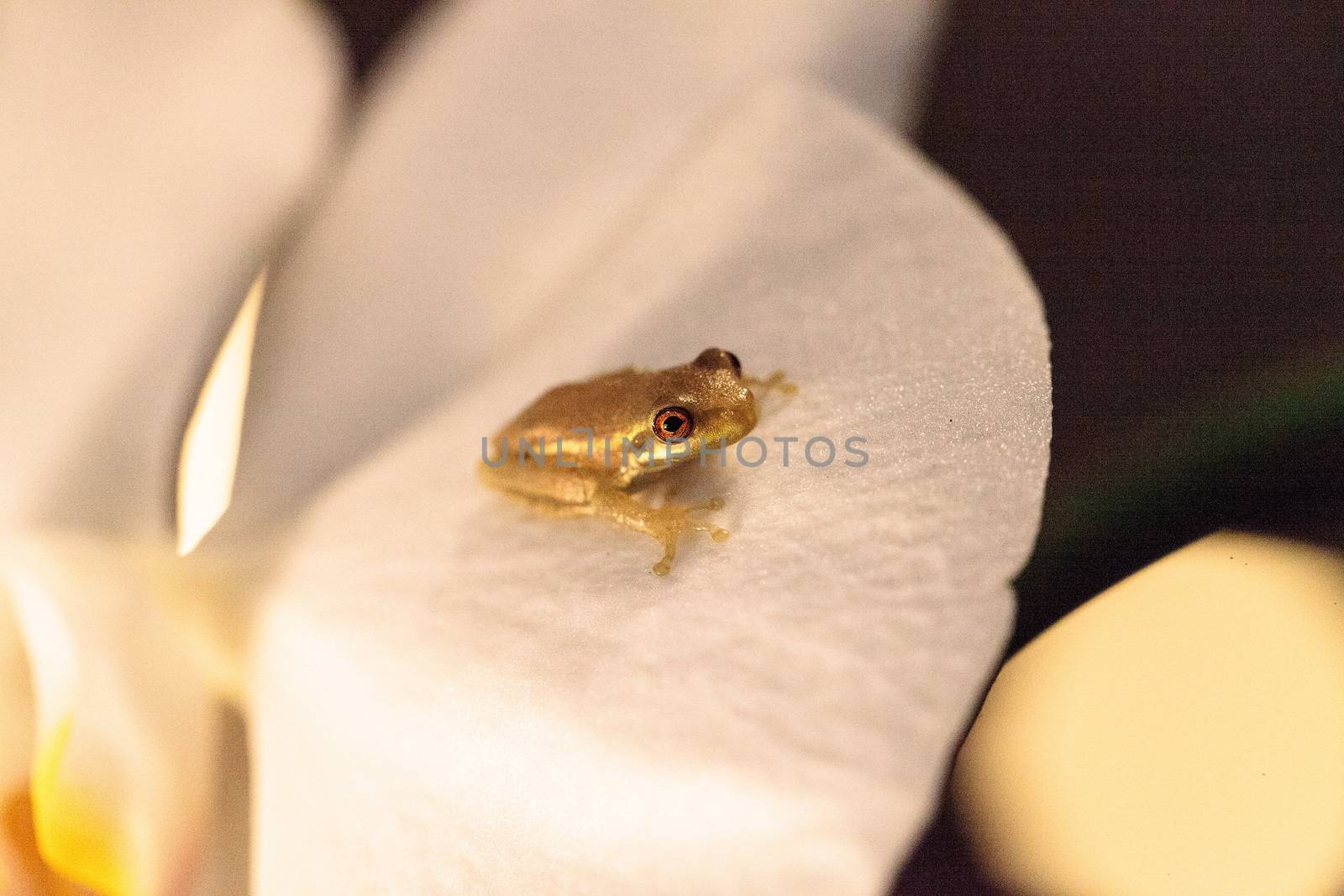 Green Baby pine woods tree frog Dryphophytes femoralis perched on an orchid flower in Naples, Florida.