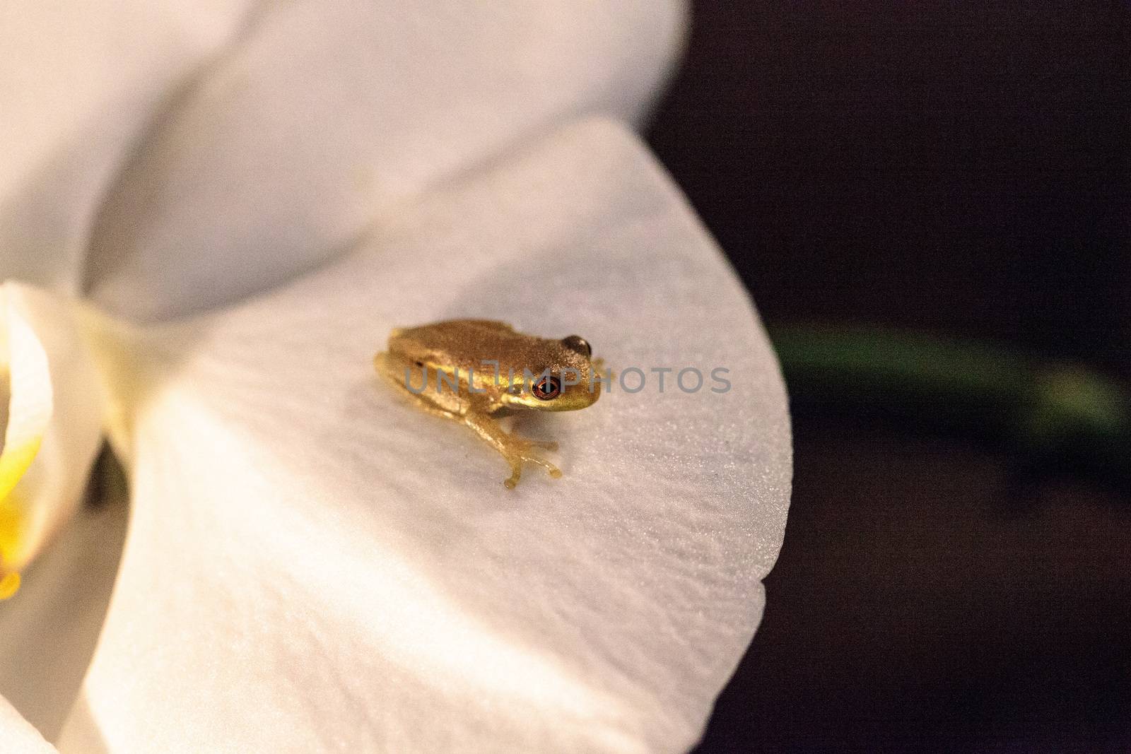 Green Baby pine woods tree frog Dryphophytes femoralis perched o by steffstarr