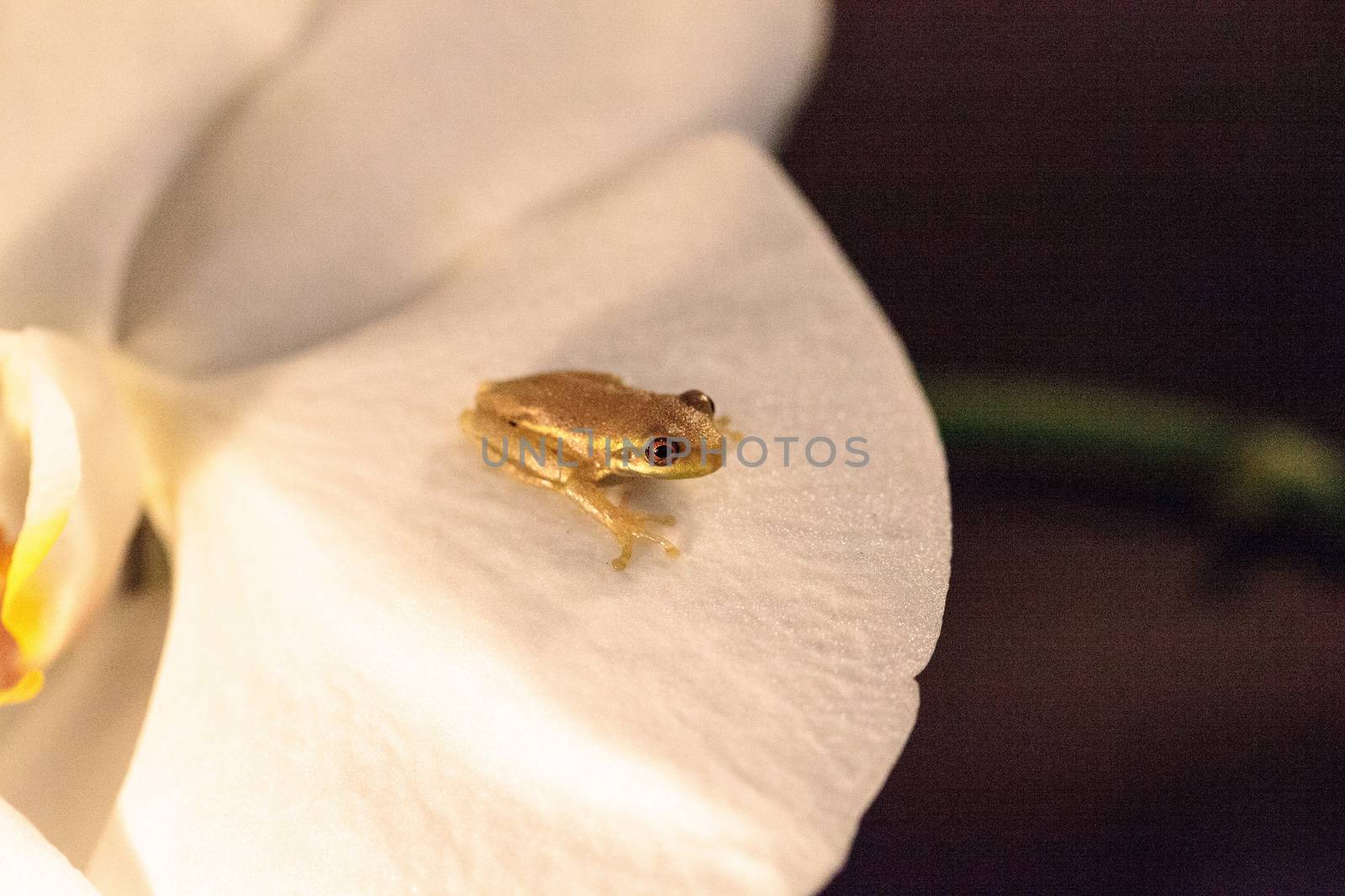 Green Baby pine woods tree frog Dryphophytes femoralis perched on an orchid flower in Naples, Florida.