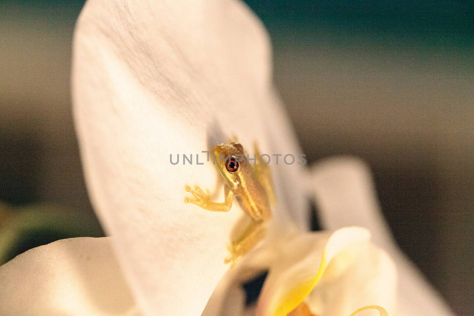 Green Baby pine woods tree frog Dryphophytes femoralis perched on an orchid flower in Naples, Florida.