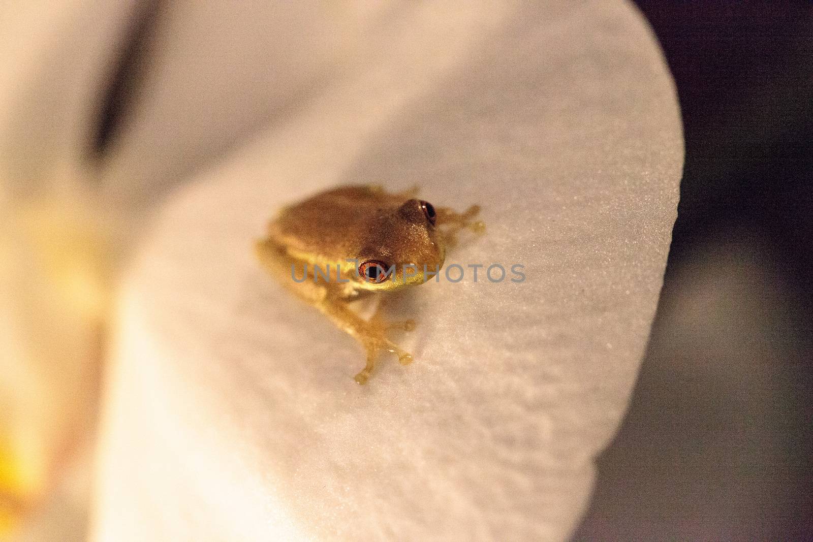 Green Baby pine woods tree frog Dryphophytes femoralis perched on an orchid flower in Naples, Florida.