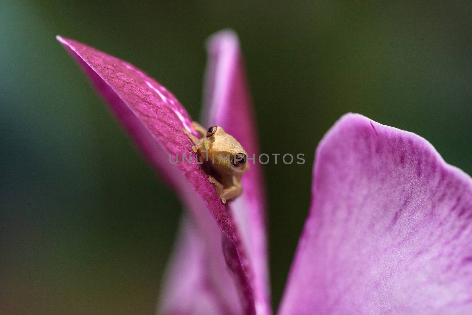 Green Baby pine woods tree frog Dryphophytes femoralis perched o by steffstarr