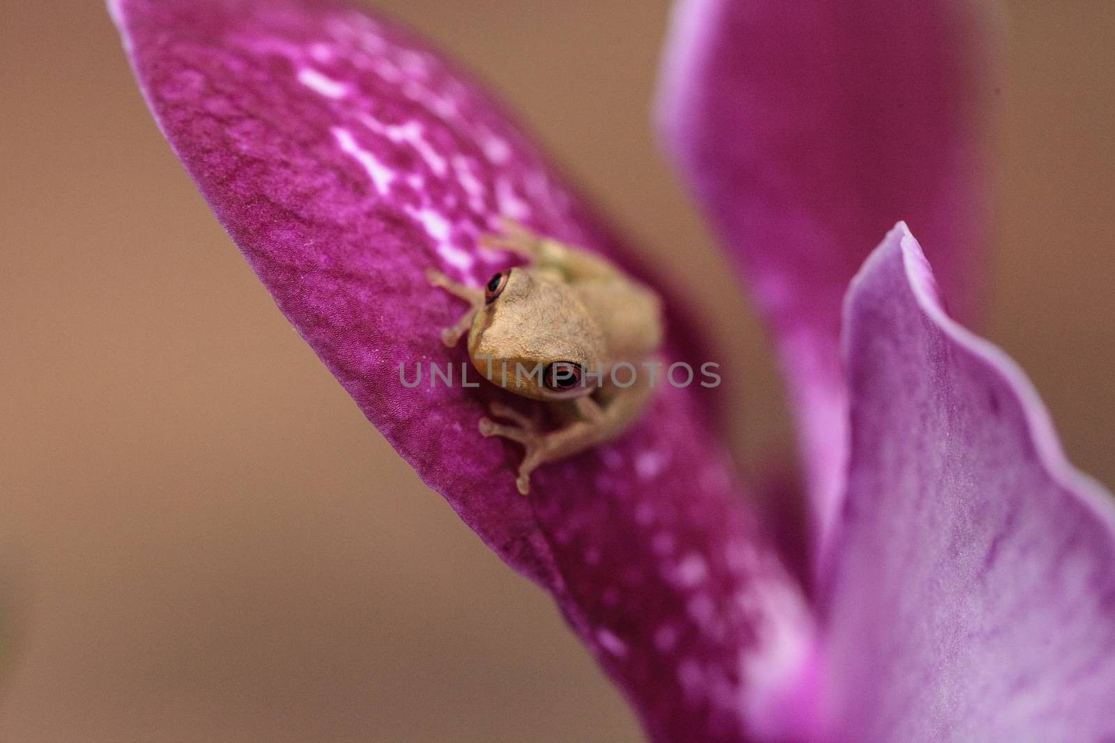 Green Baby pine woods tree frog Dryphophytes femoralis perched on an orchid flower in Naples, Florida.