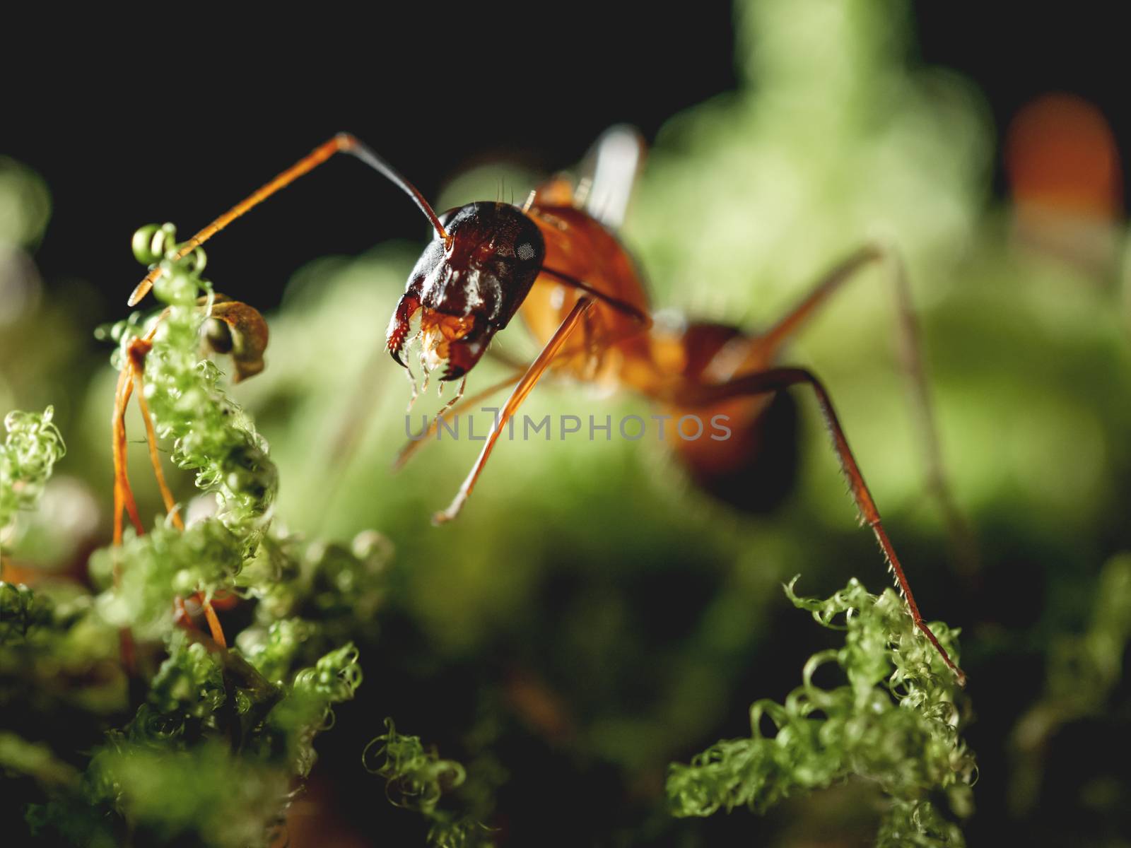 Macro photo of ant on green moss. Close up portrait of insect on dark background.