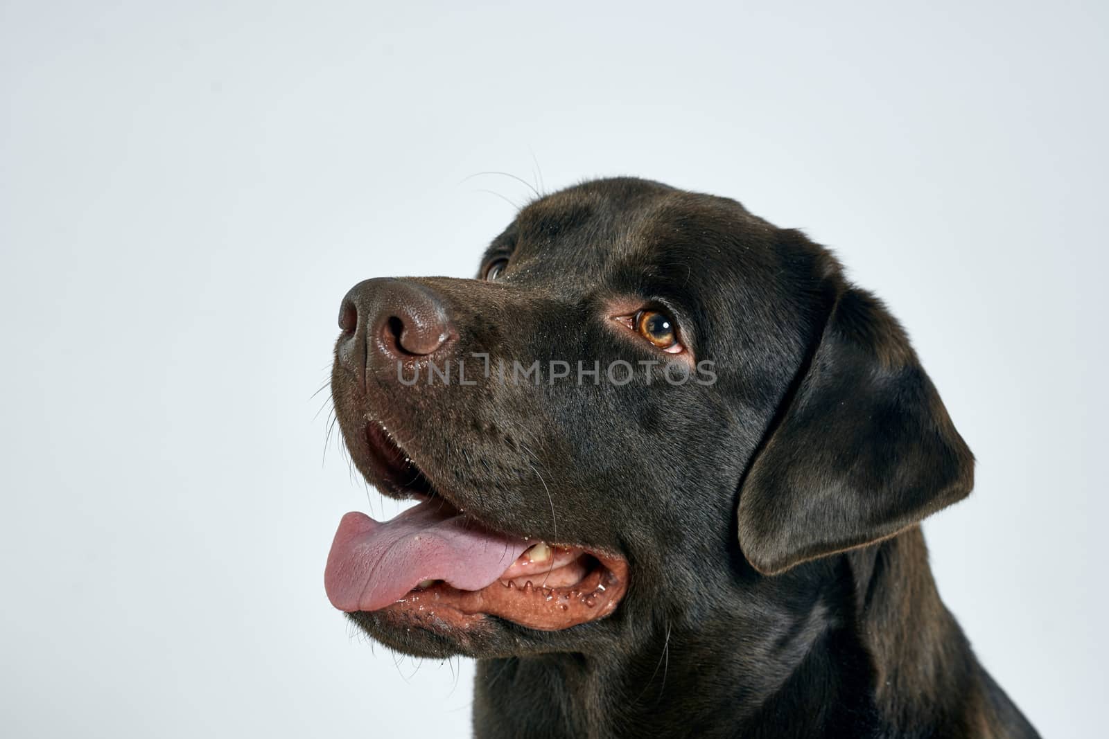 Purebred dog with black hair on a light background portrait, close-up, cropped view. High quality photo