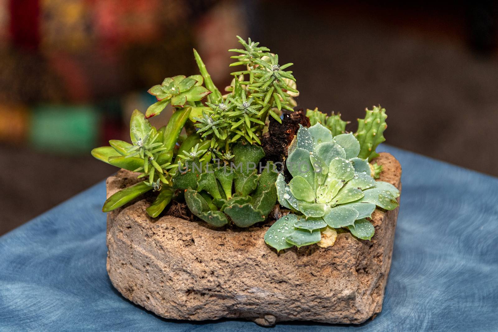 Succulent cactus garden in stone pot with a variety of cataceas. Interior decoration