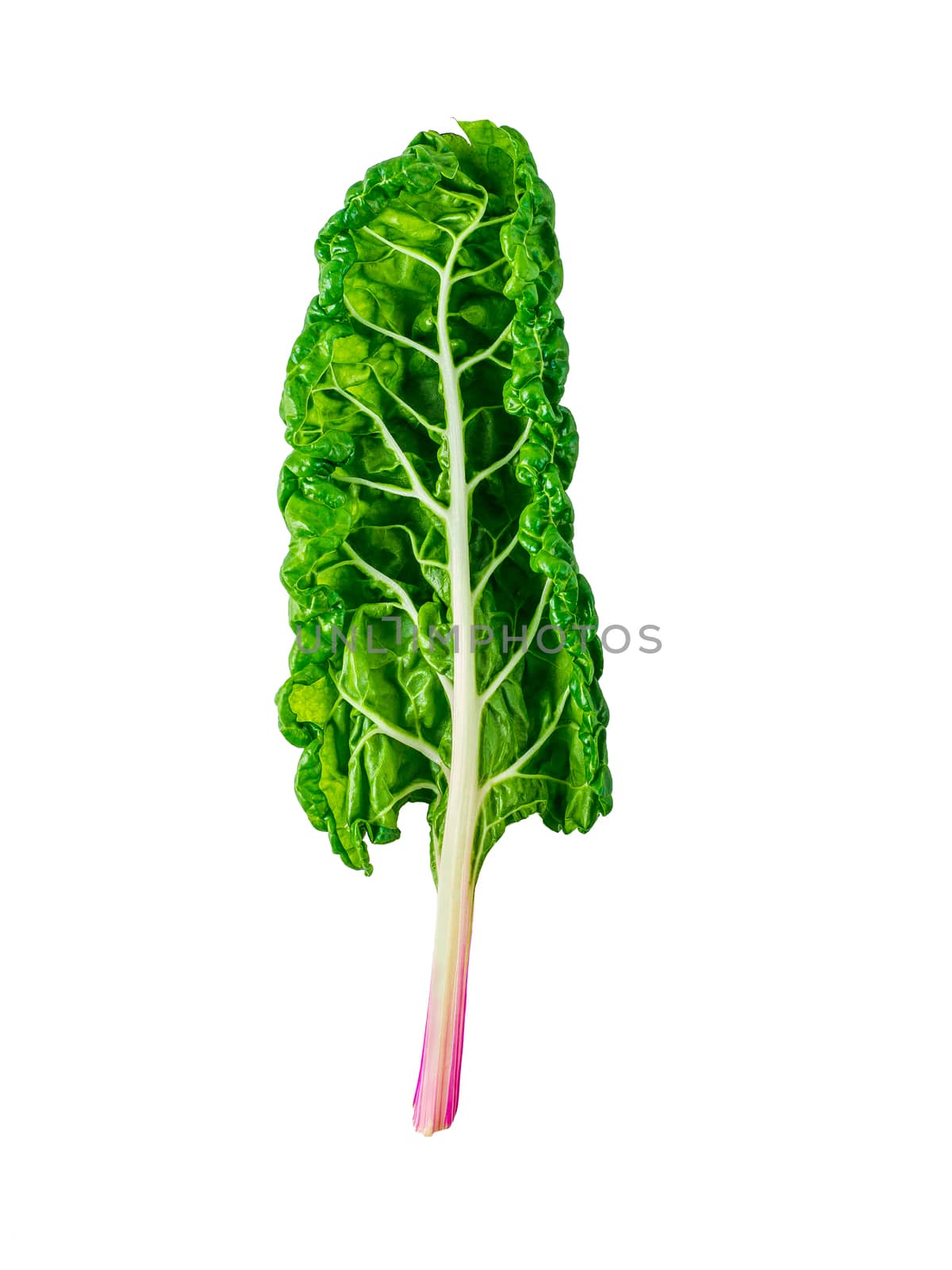 One swiss chard leaf isolated on white background. Fresh swiss rainbow chard with yellow and green colors, top view or flat lay