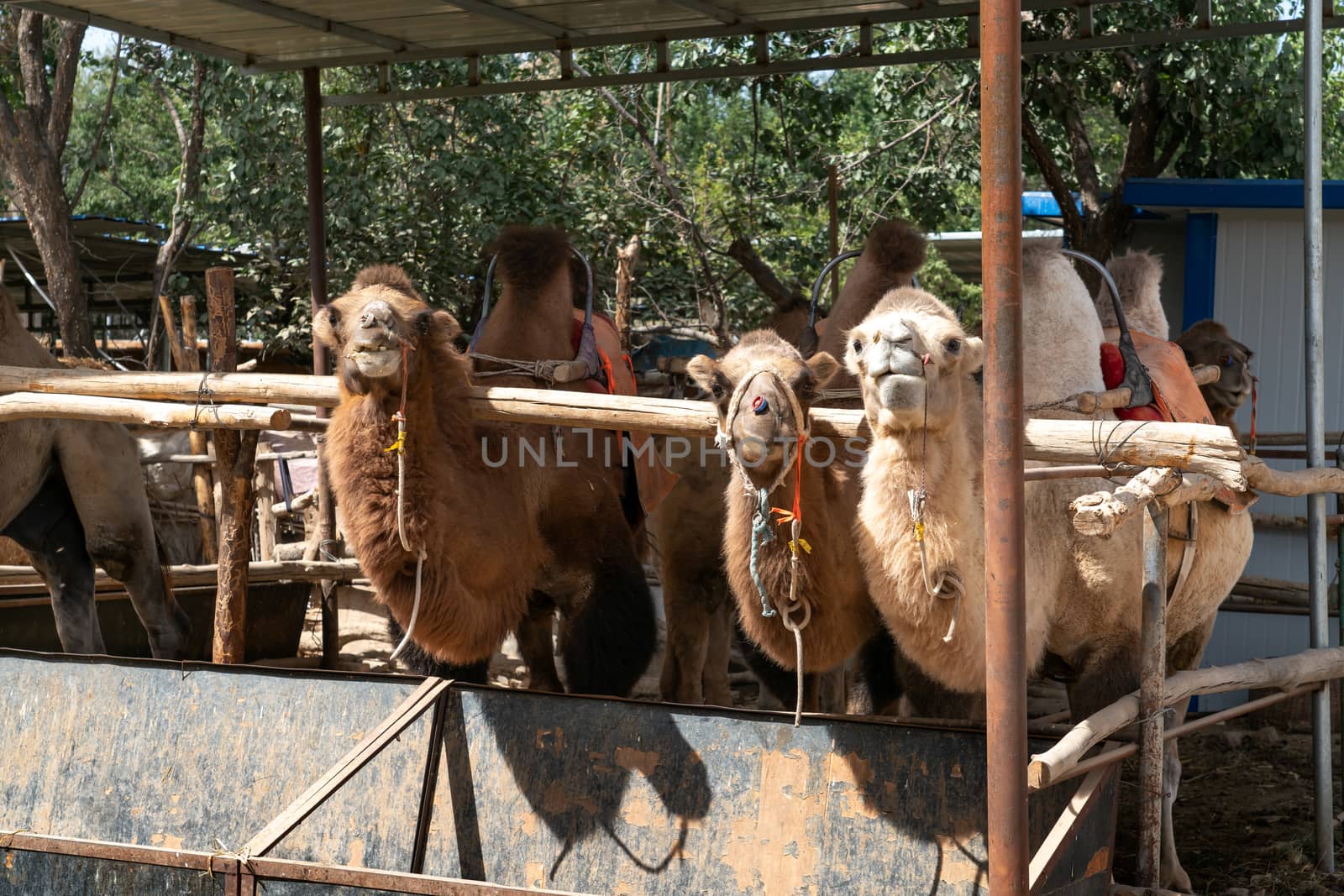 Camels farm, breeding shed in the rural farm. by vinkfan