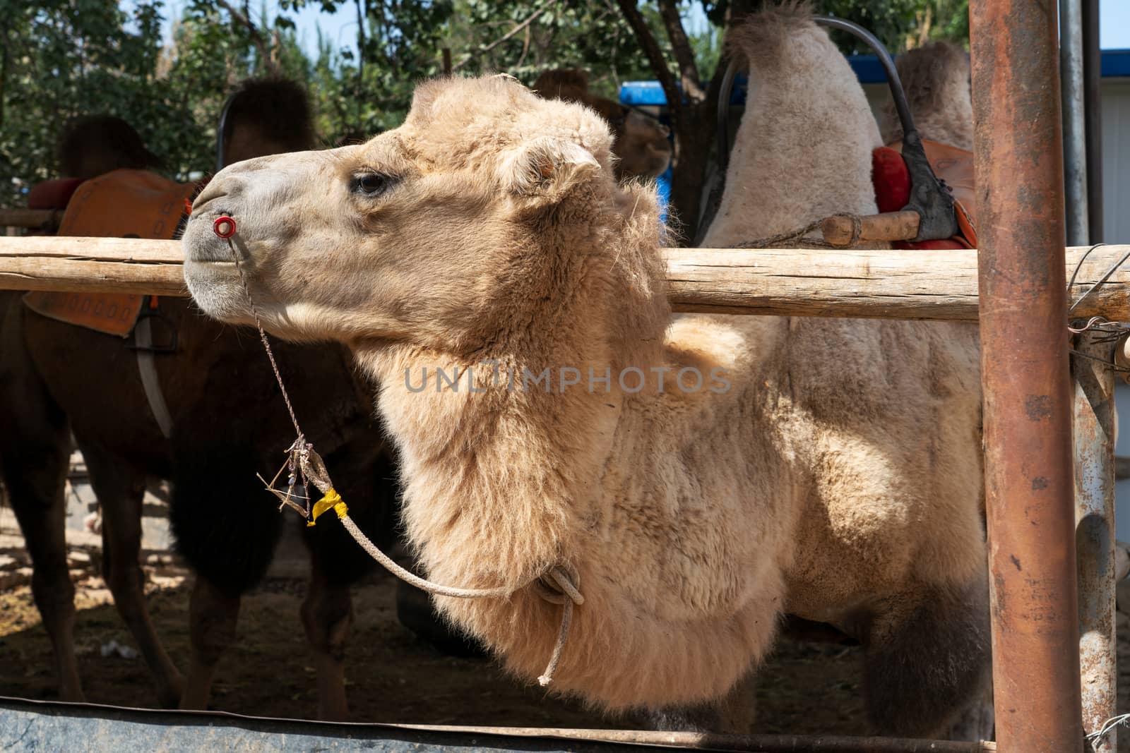 Camels farm, breeding shed in the rural farm. by vinkfan