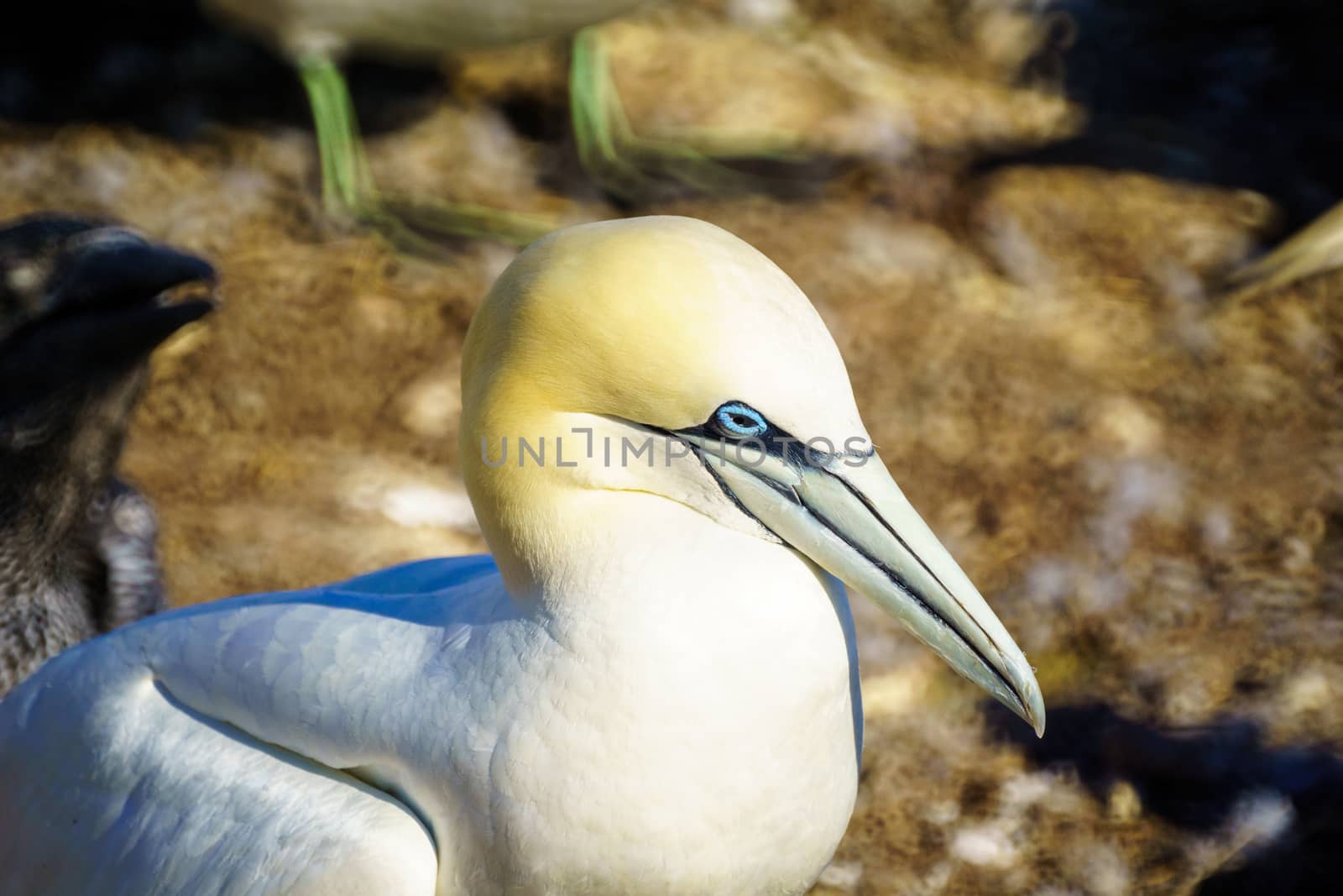 Gannet bird in the Bonaventure Island, near Perce, at the tip of Gaspe Peninsula, Quebec, Canada