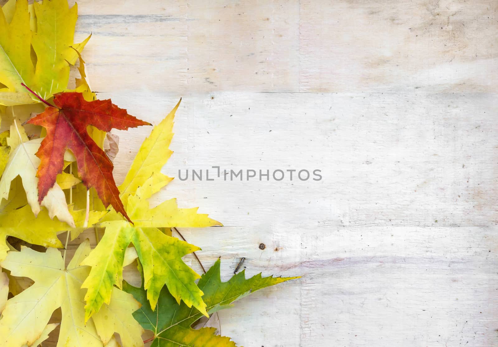 Colorful leaves on old wooden backdrop by germanopoli