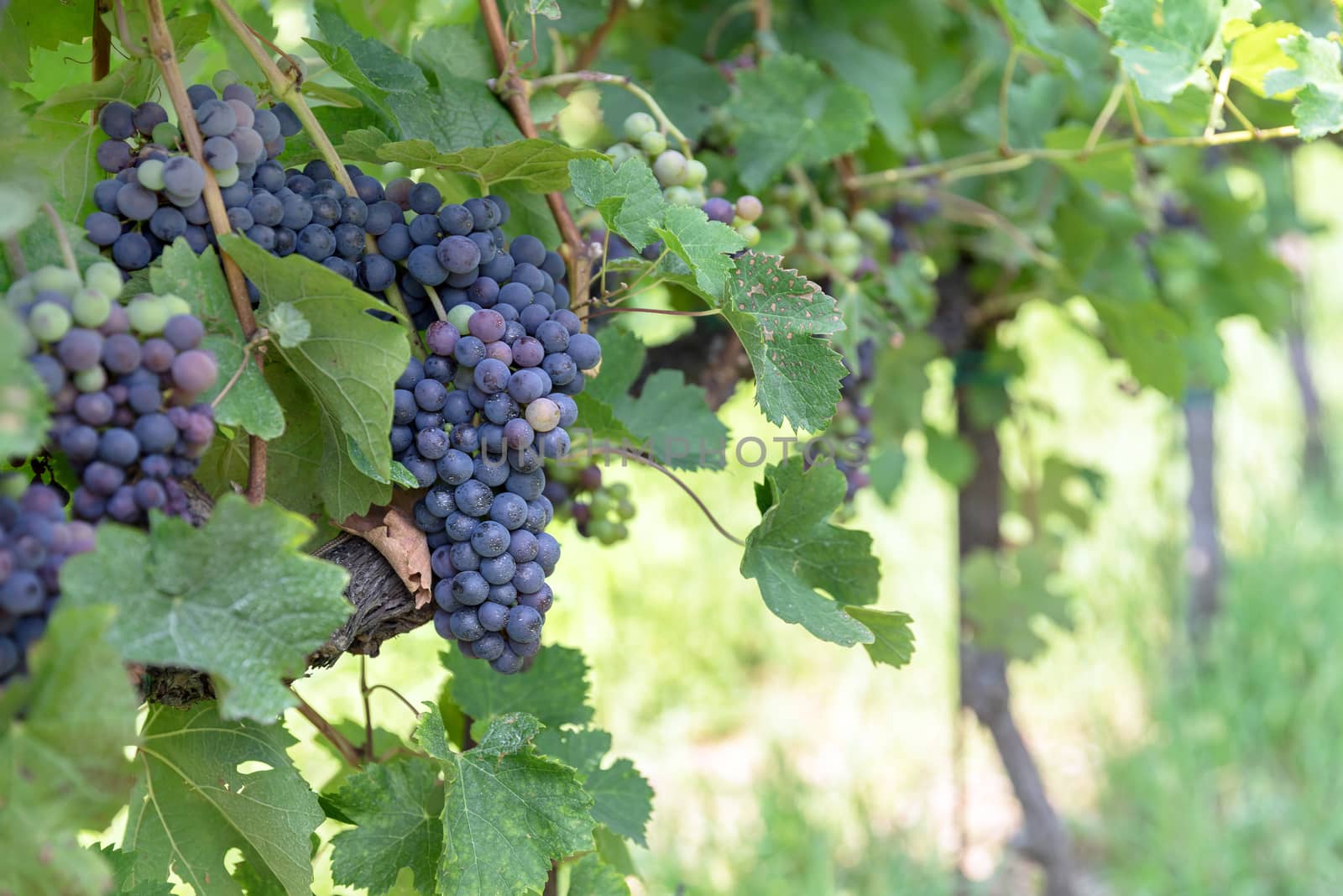 Grape variety. Blue grape and green grape leaf background in Italy. New vintage wine background. Close-up with shallow DOF.