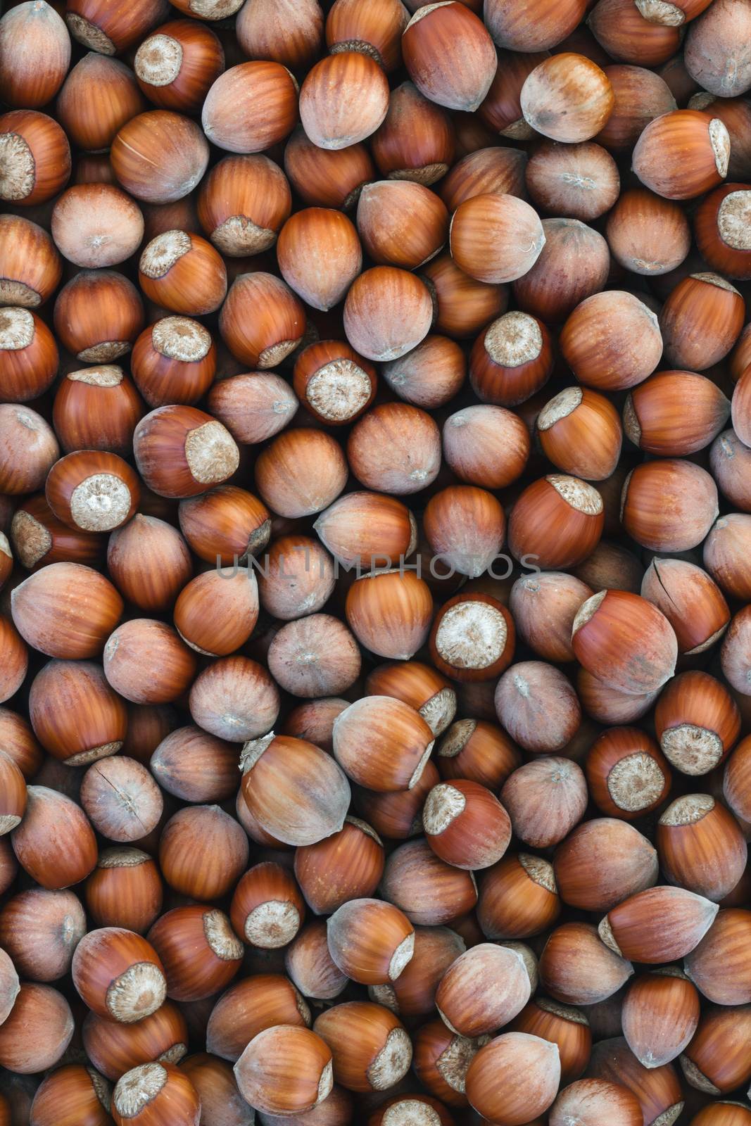 Hazelnuts vertical background. Top view of a group of hazelnuts of season.