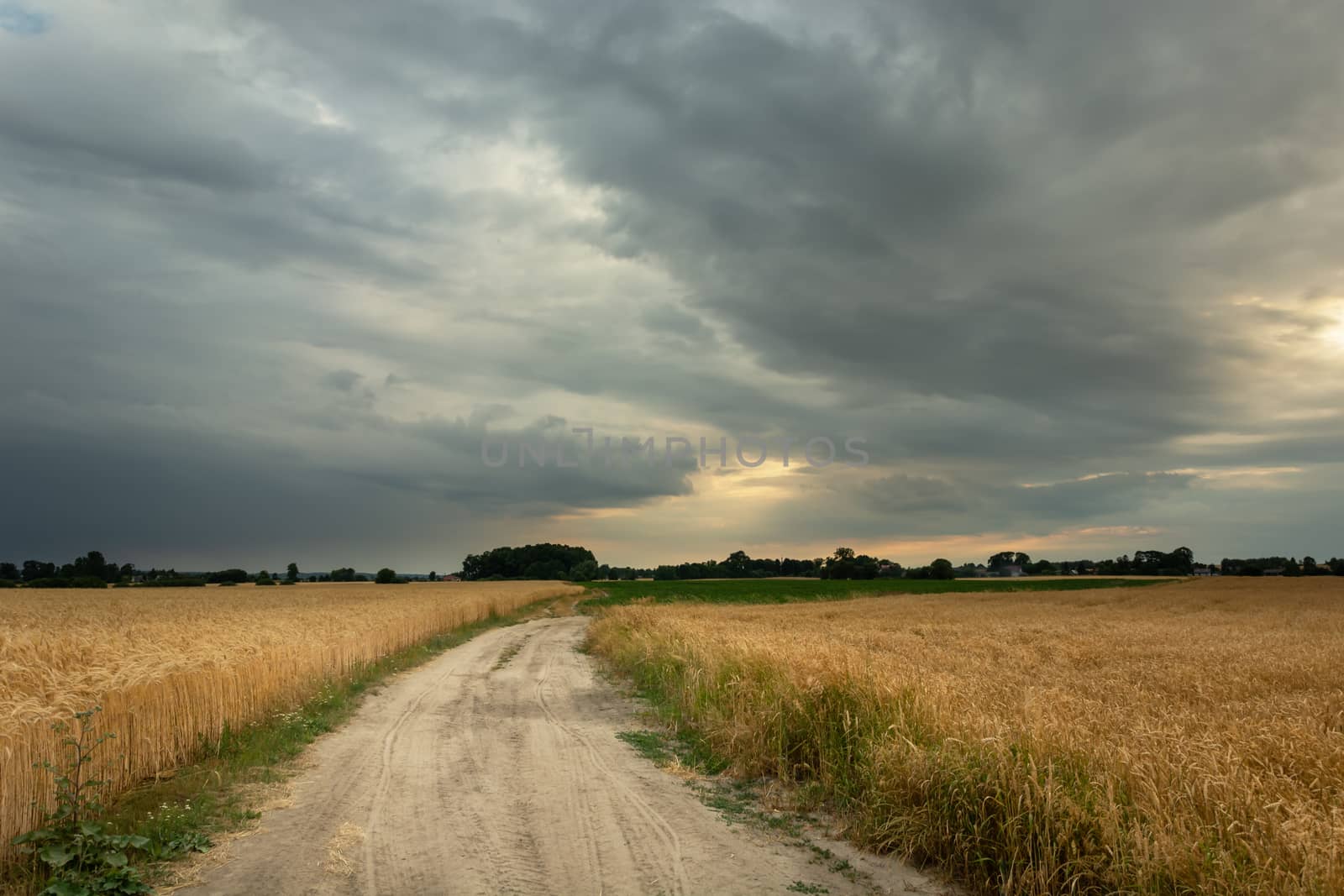 Dirt road and grain field, grey cloudy sky