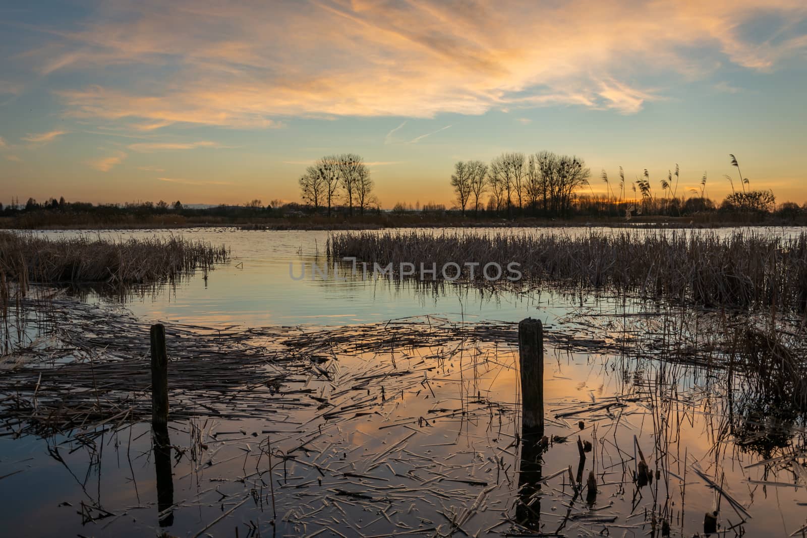 Reeds floating in lake water, sky after sunset, spring view
