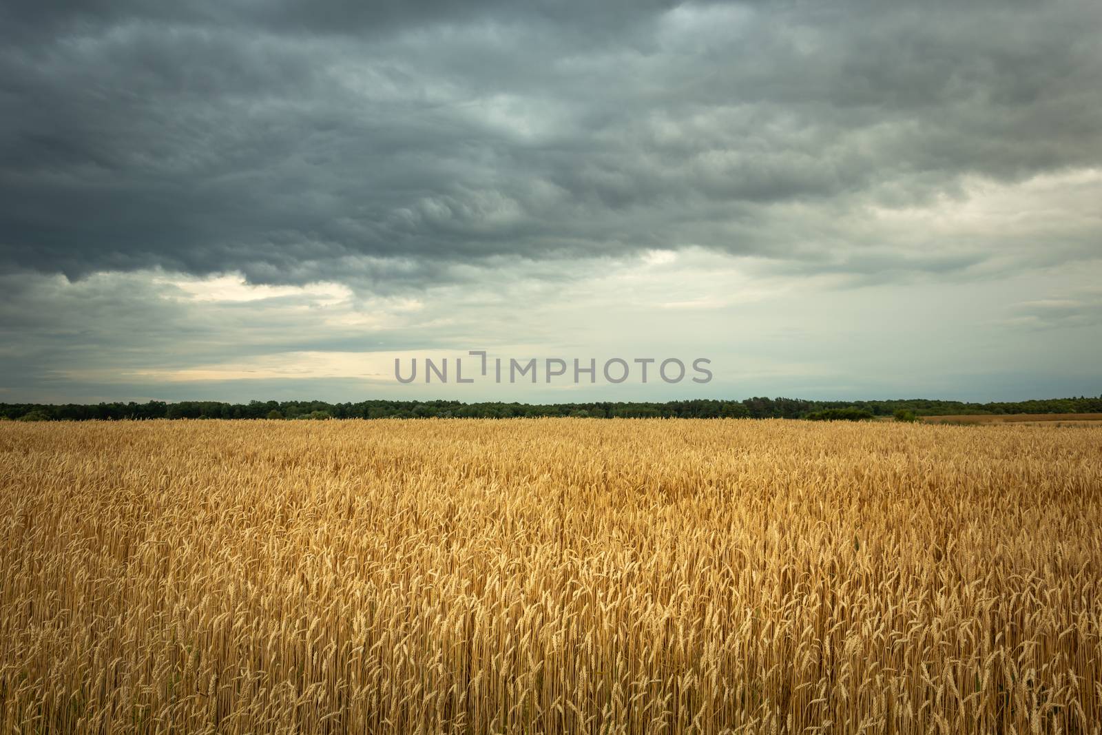 Golden field with grain and cloudy sky, summer view