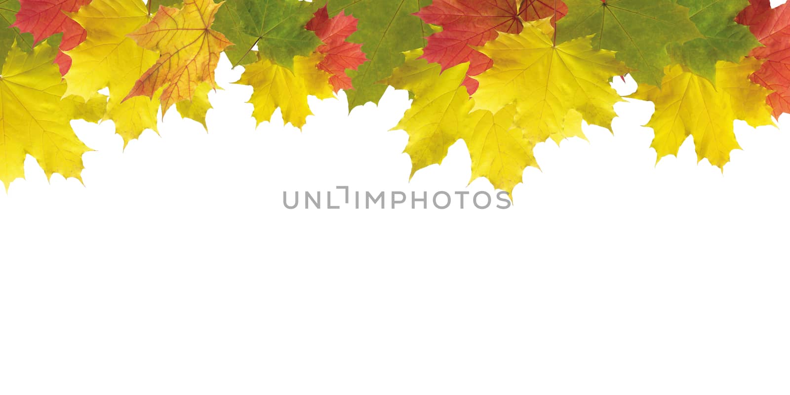 Beautiful brightly coloured Autumn frame on white background by paddythegolfer