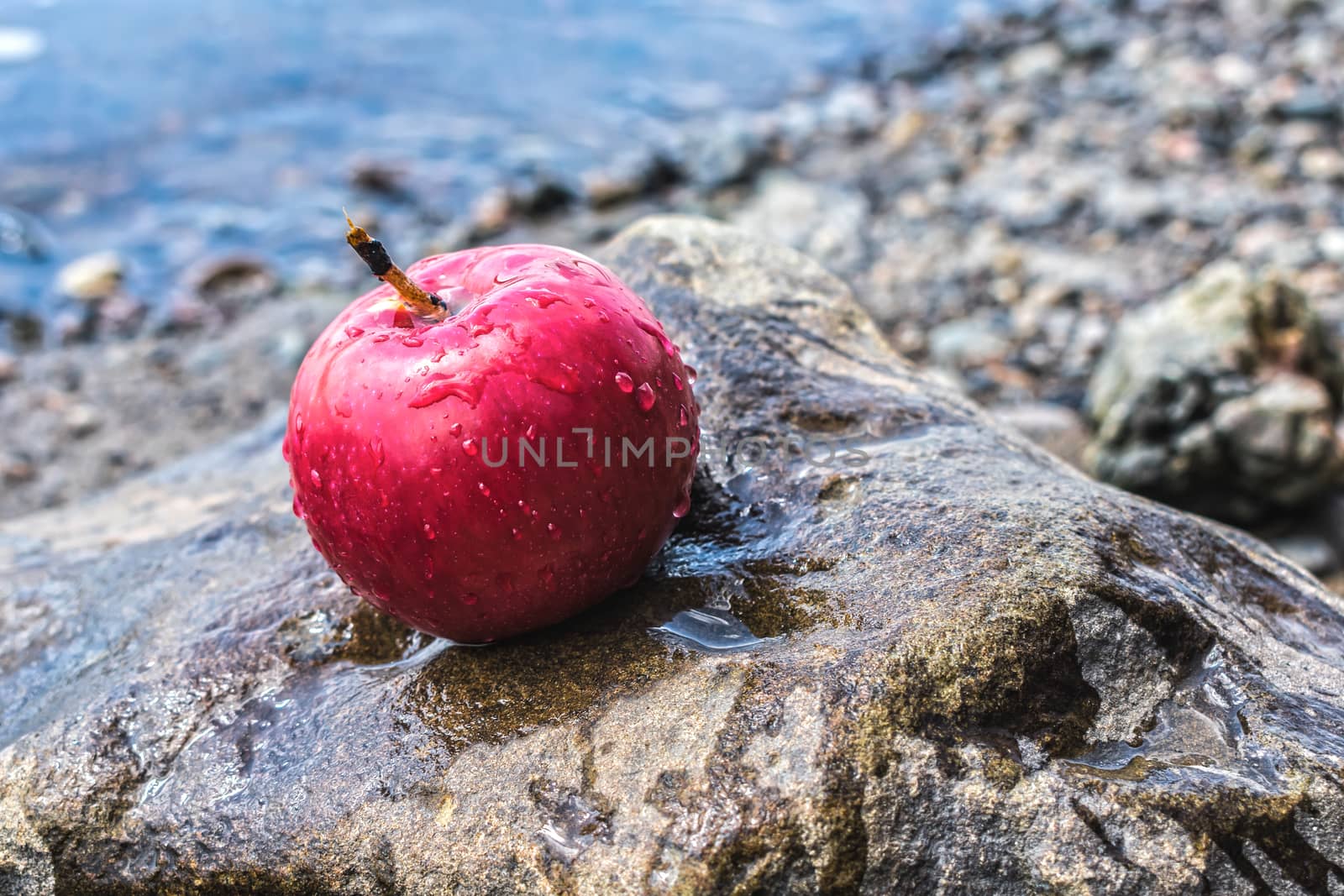 A ripe and juicy red apple lies on a stone on the river bank