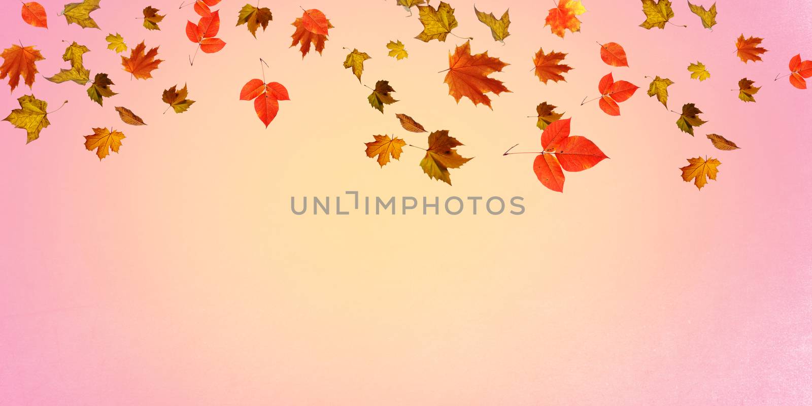 Falling autumn leaves natural colour background by paddythegolfer