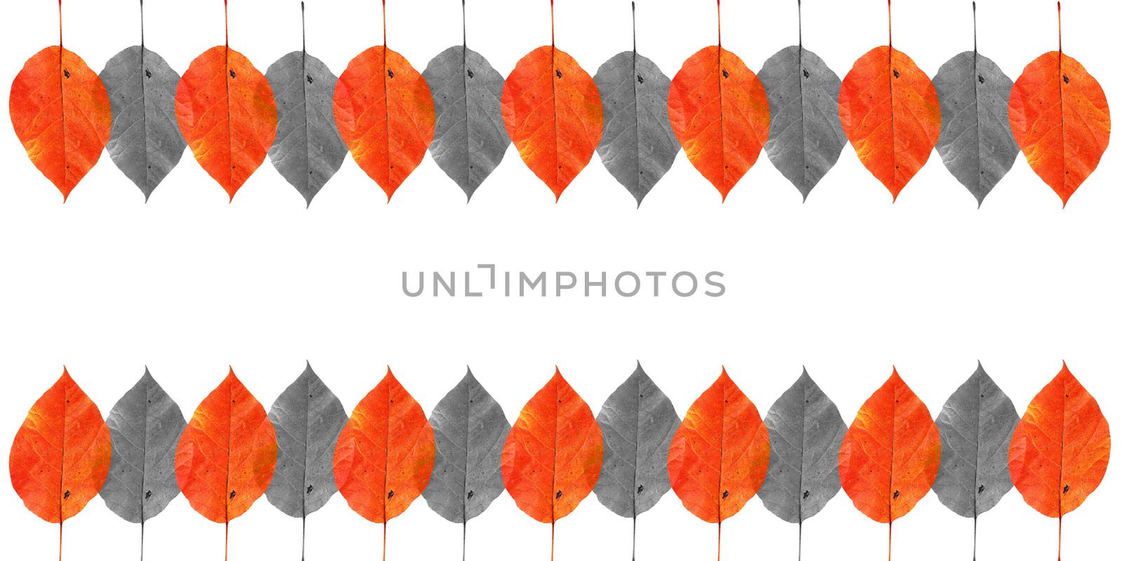 pattern with autumn red, orange and yellow leaves isolated on white background by paddythegolfer