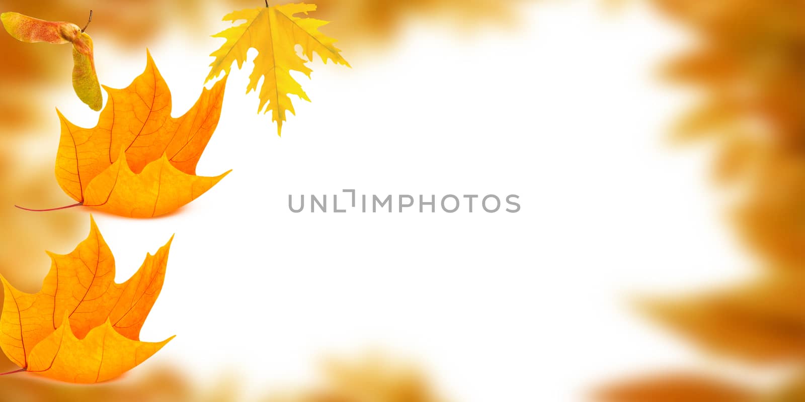 Beautiful brightly coloured Autumn frame on white background by paddythegolfer