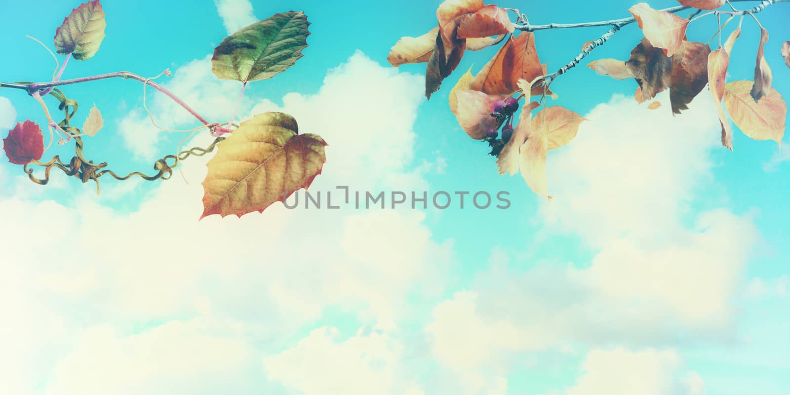 vine leaves and branches in the blue sky backgound