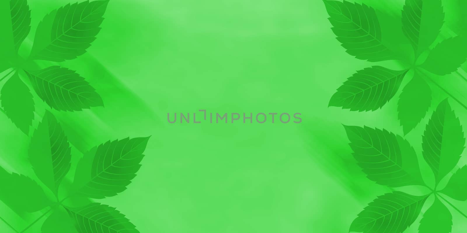 Beautiful green leaves on a blurred natural background.