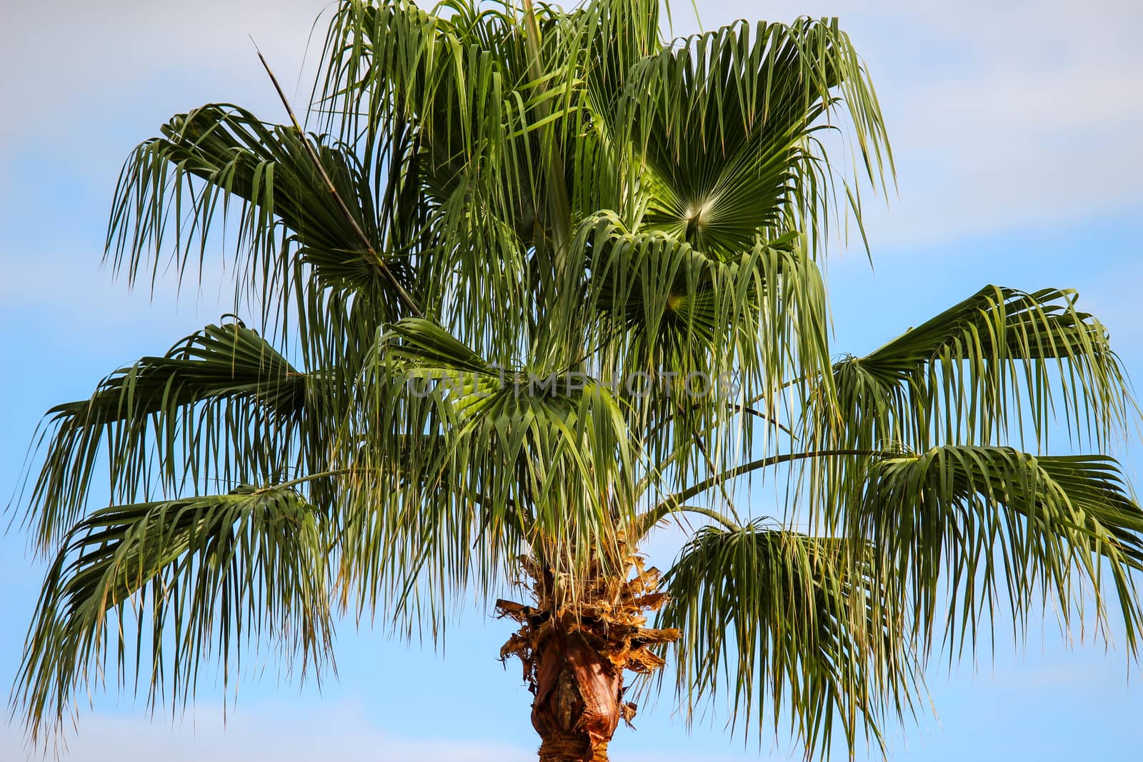 Plam tree in Playa de Las Americas, Tenerife by reinerc