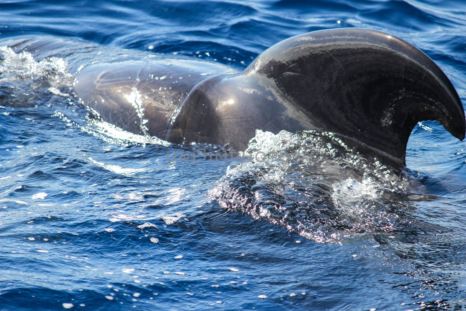 Pilot whale in the atlantic ocean by reinerc