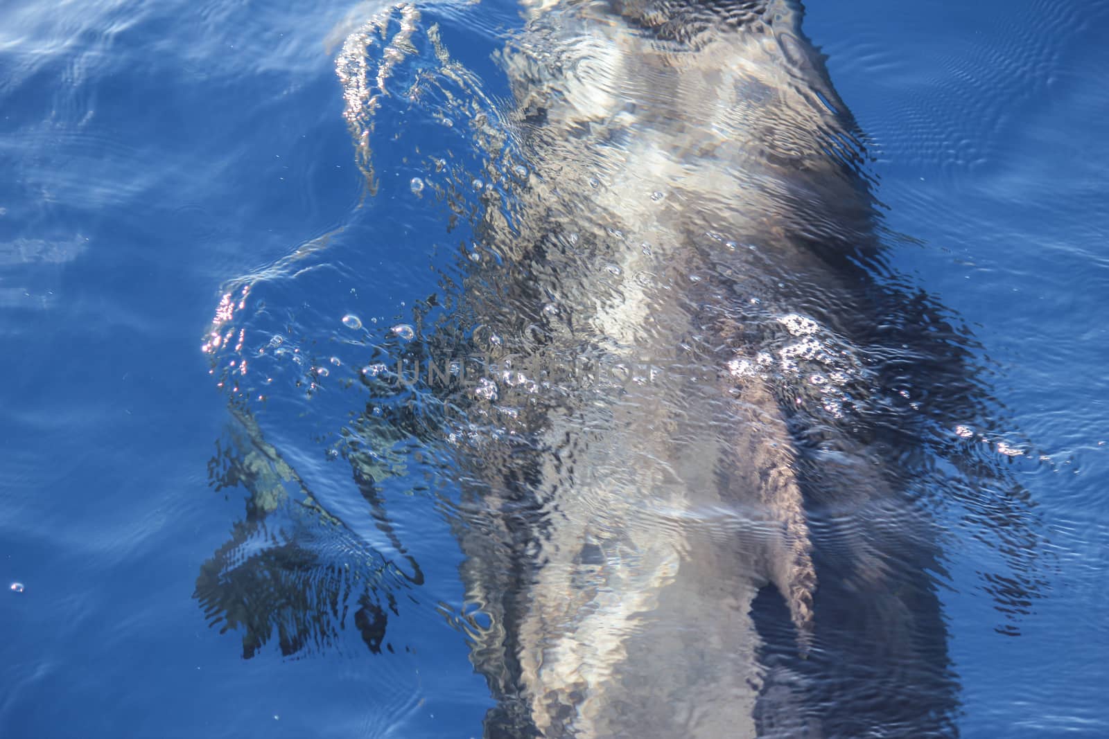 Pilot whales (Globicephala melas) in the atlantic ocean at canary island tenerife