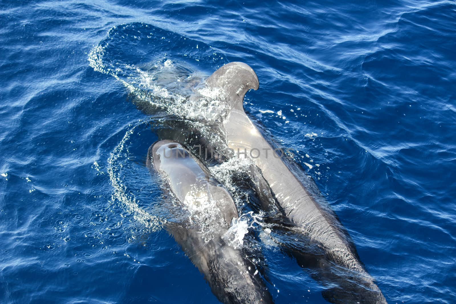 Pilot whales (Globicephala melas) in the atlantic ocean at canary island tenerife