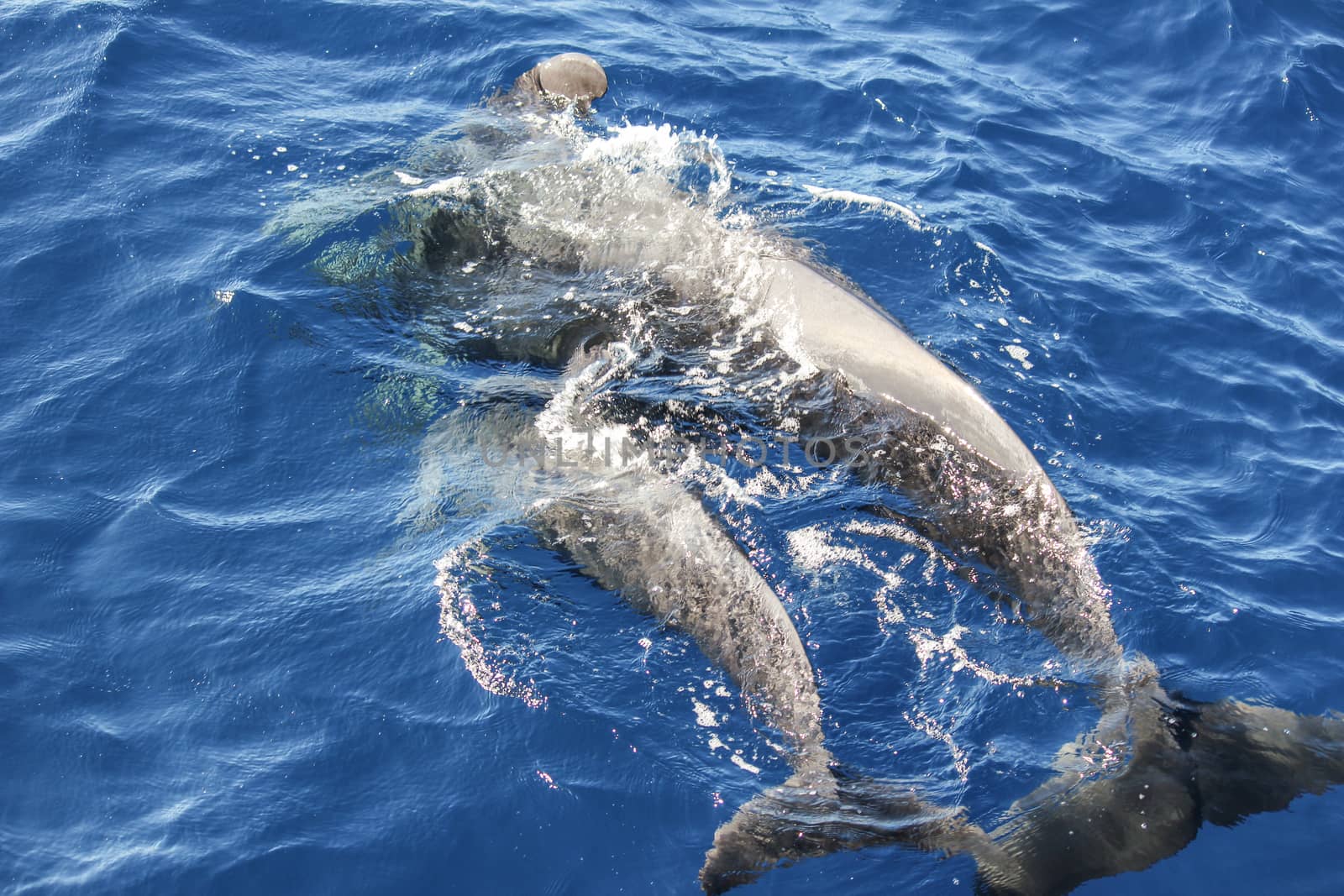 Pilot whales (Globicephala melas) in the atlantic ocean at canary island tenerife