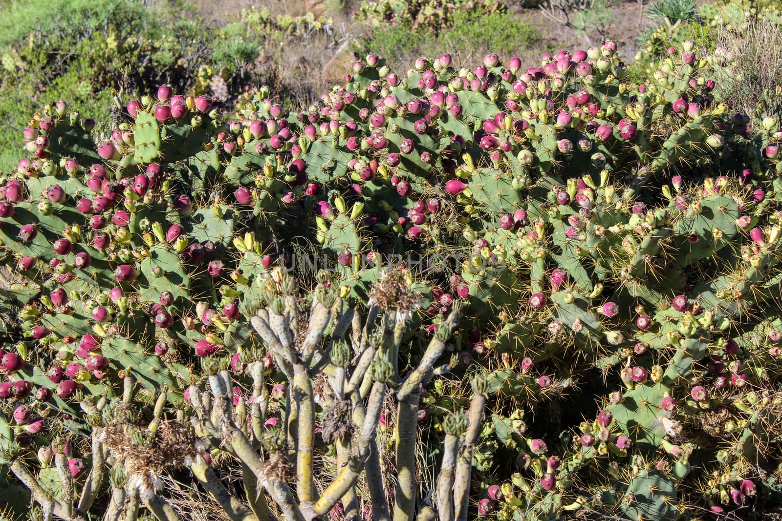 Prickly pear cactus with red fruits on Tenerife, Canary islands 