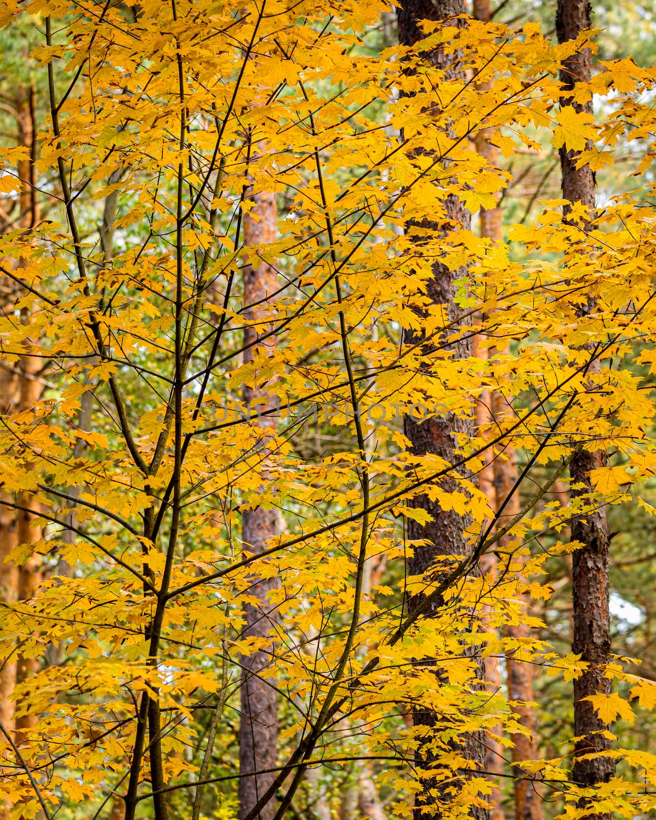 Maple with golden leaves in the autumn pine forest.