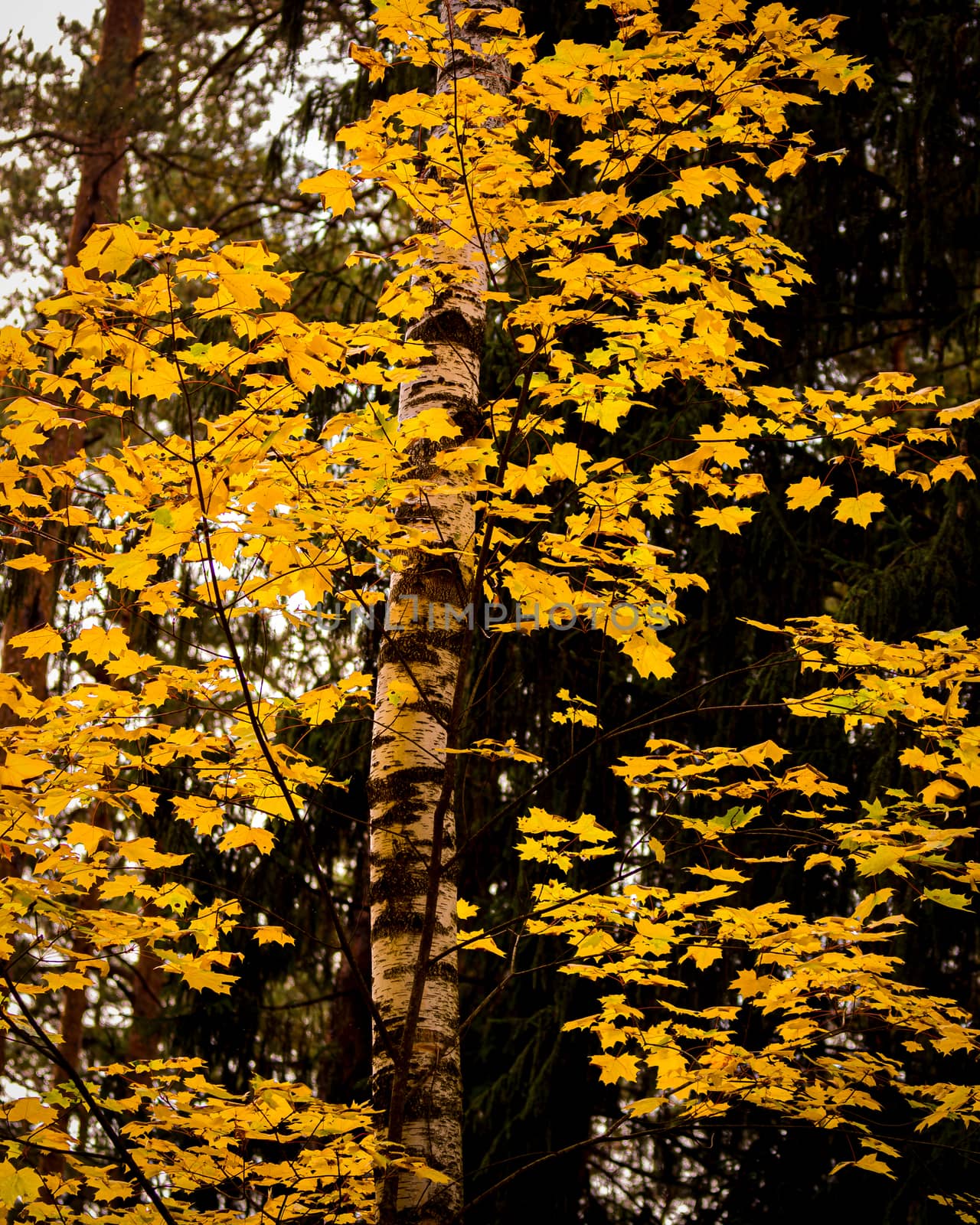 Maple with golden leaves in the autumn pine forest.