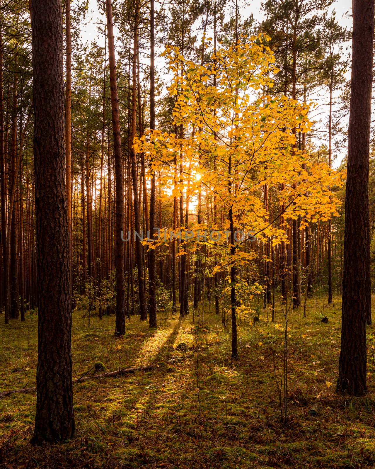 Maple with golden leaves in the autumn pine forest at sunset or sunrise. Sunbeams shining between tree trunks.