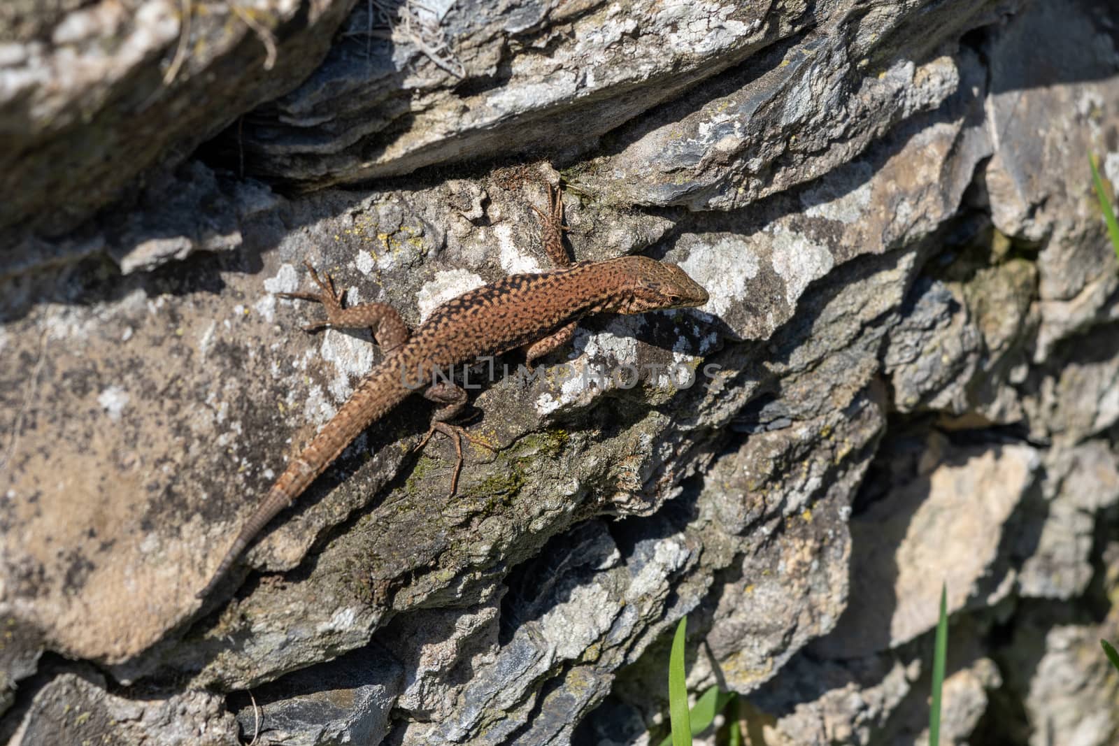 Lizard on a slate rock in a vineyard at Bernkastell-Kues 