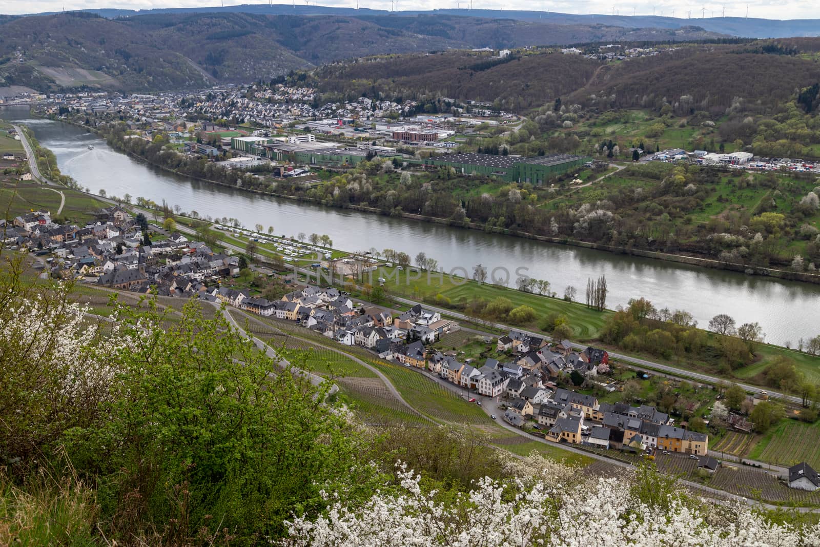 Panoramic view on river Mosel valley, the village Graach and the city Bernkastel-Kues in spring with blooming plants in the front