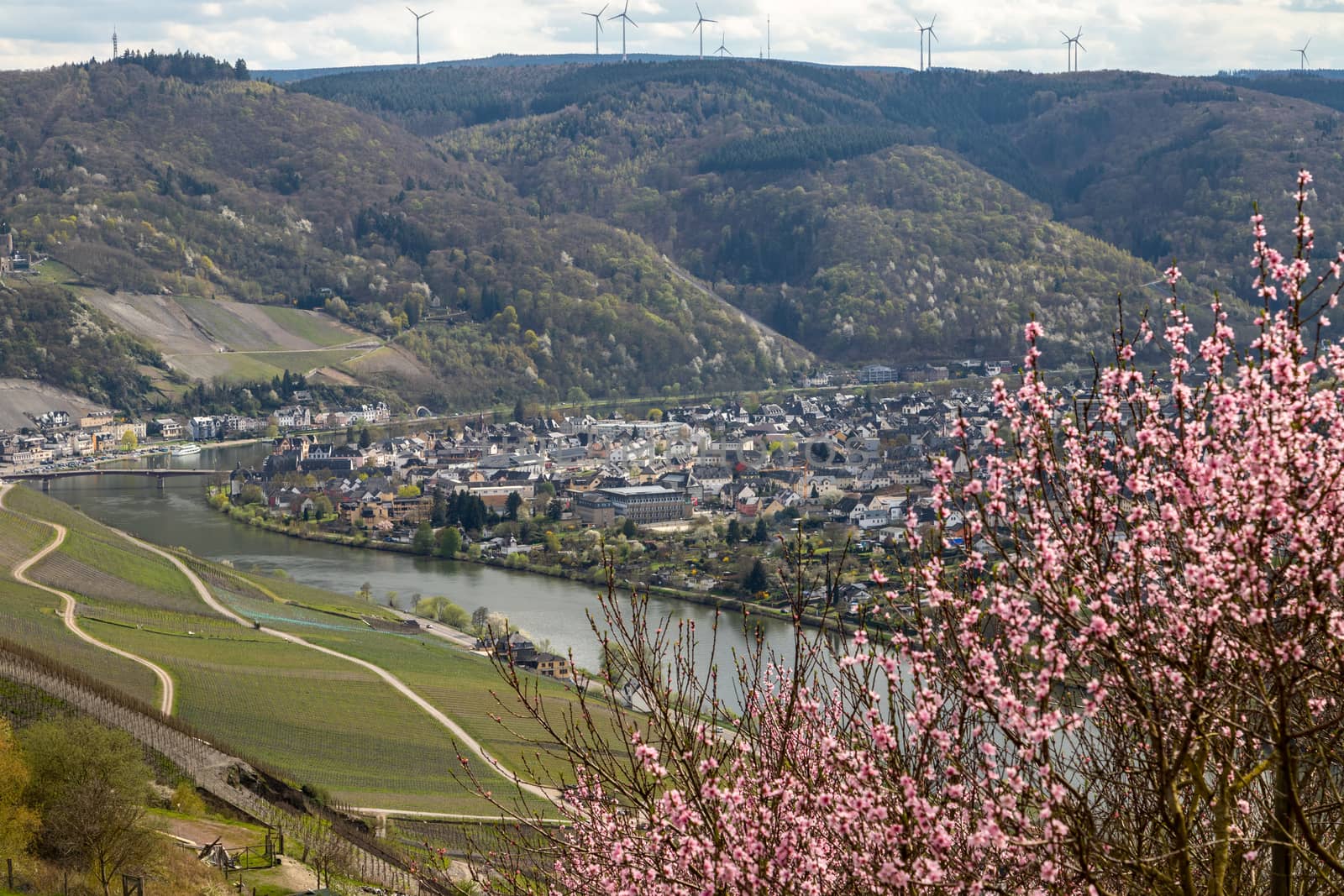 Panoramic view on the valley of the river Moselle and the city Bernkastel-Kues with pink flowering shrub in the foreground