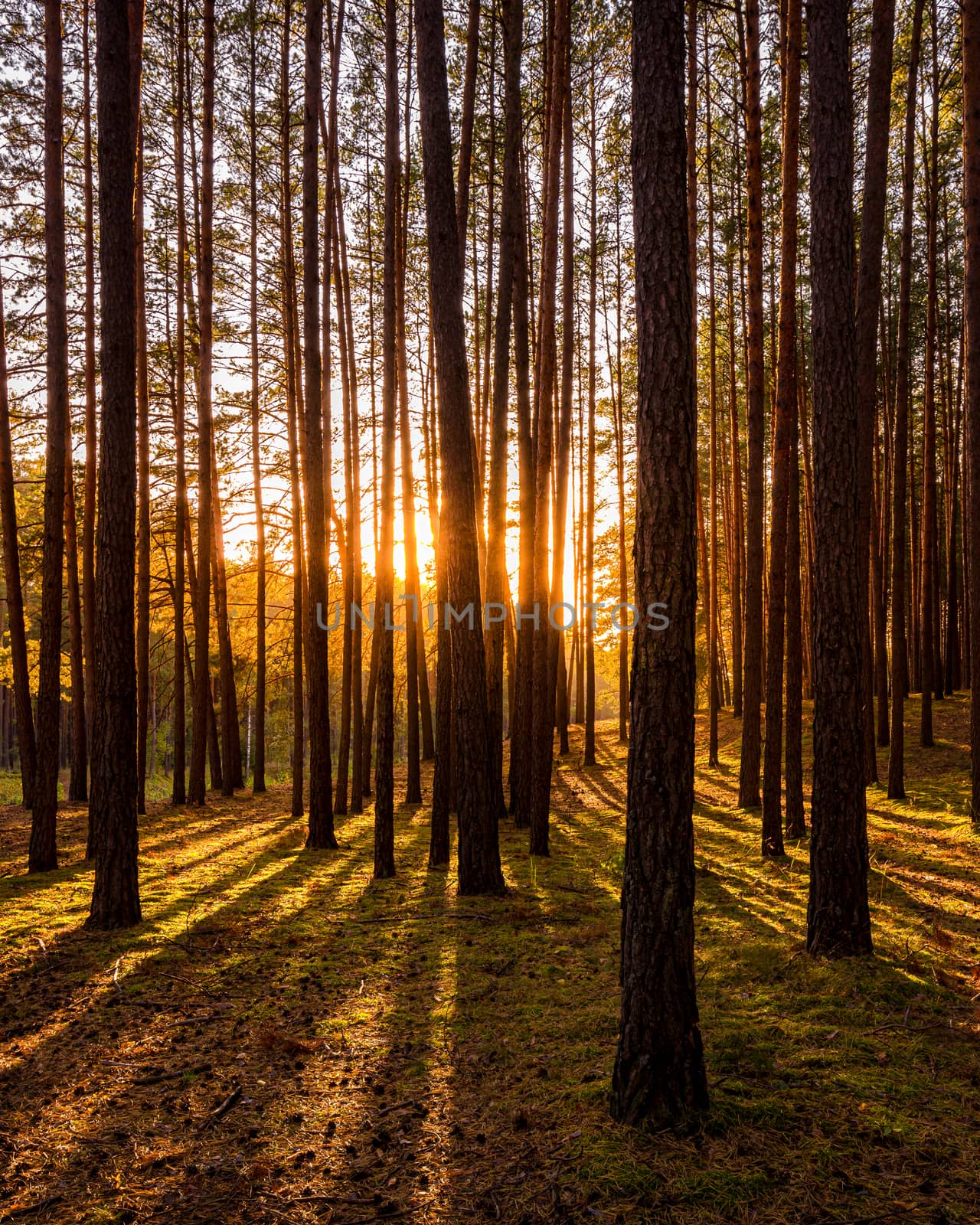 Sunset or sunrise in the autumn pine forest. Sunbeams shining between tree trunks.
