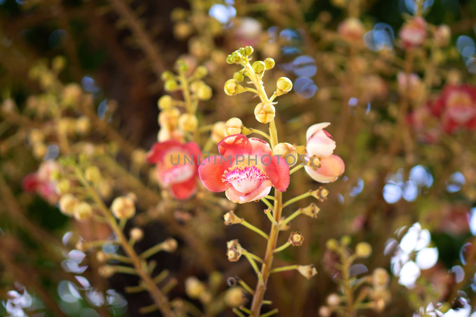 Cannonball flower or 
Sal flower, Scientific name: Shorea robusta is a plant in the family. Dipterocarpaceae It is a sacred wood in Hinduism.