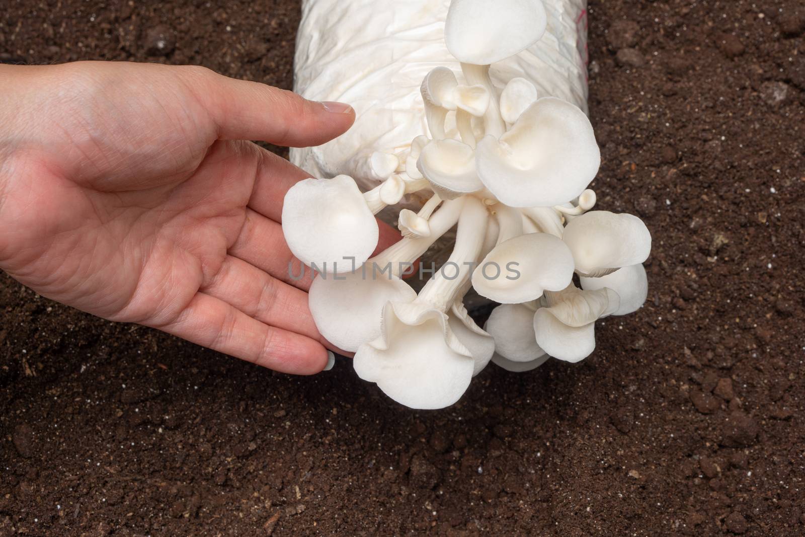 Woman hand touch Oyster Mushroom or Indian Mushroom.