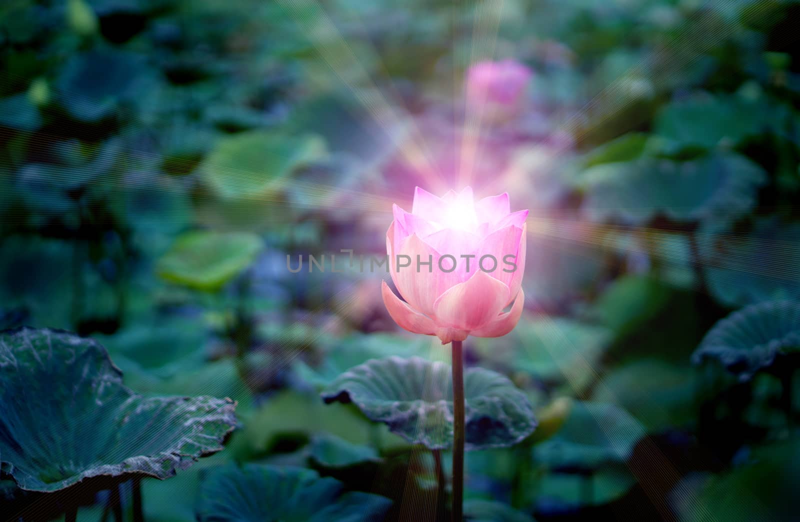 Pink lotus flower in the lotus pond for agriculture and lighting shine from lotus flower, religion concept.