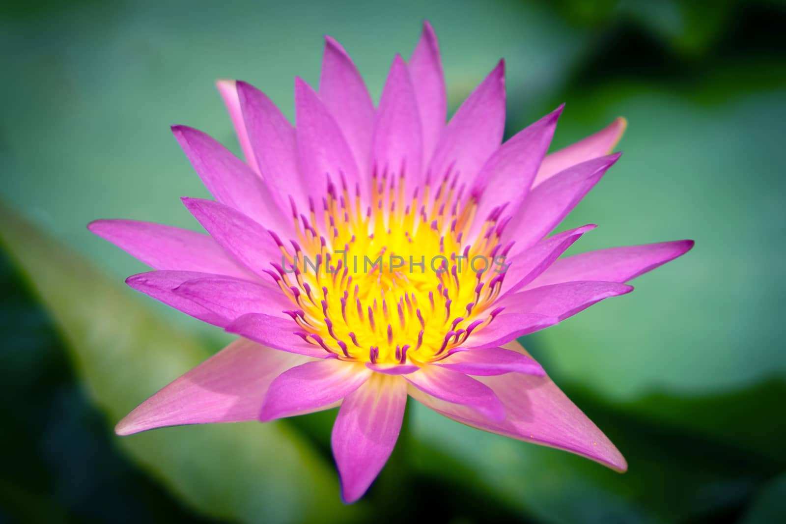 Pink lotus flowers in the lotus pond for agriculture