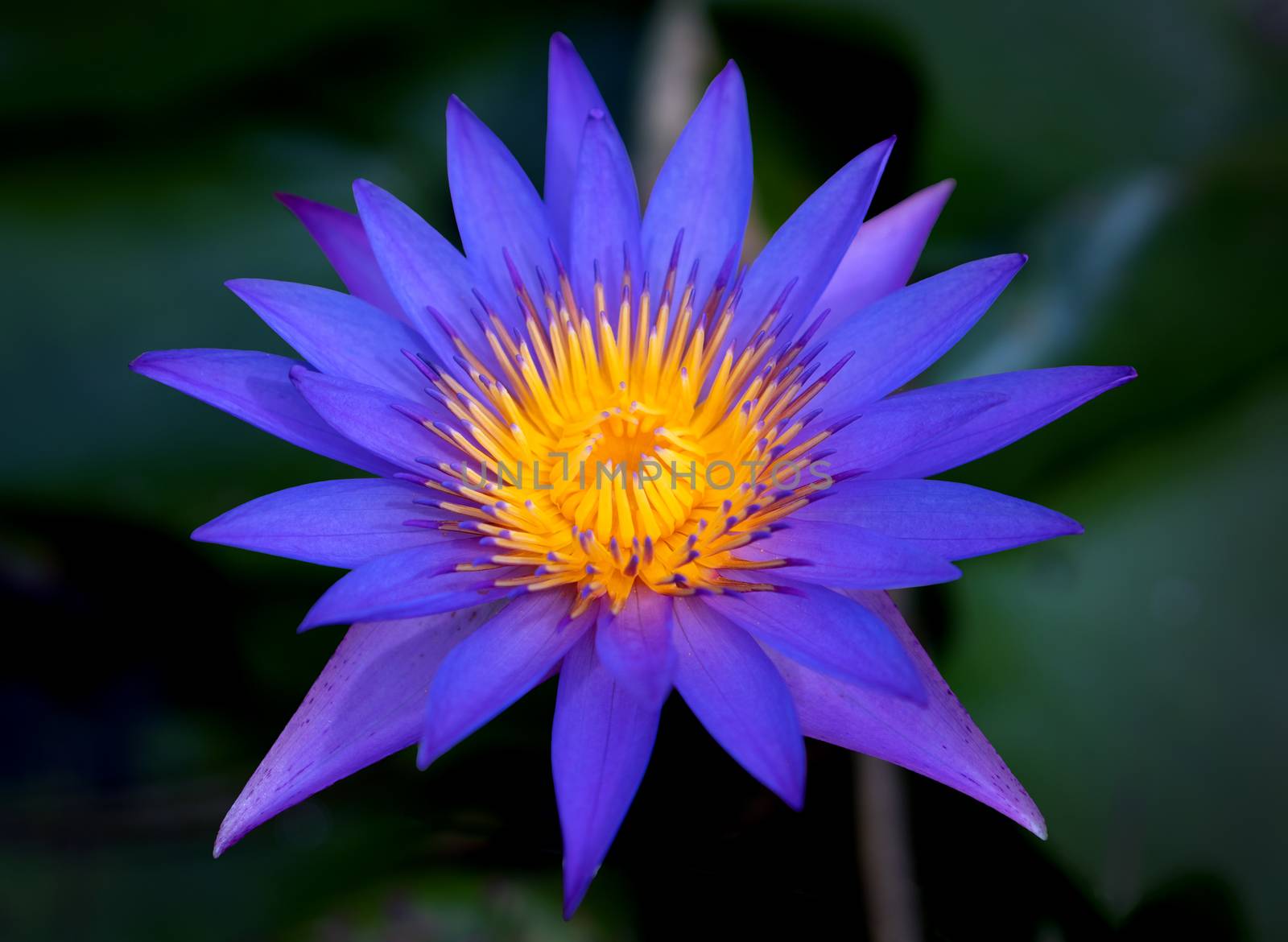 Purple lotus flowers in the lotus pond by pkproject