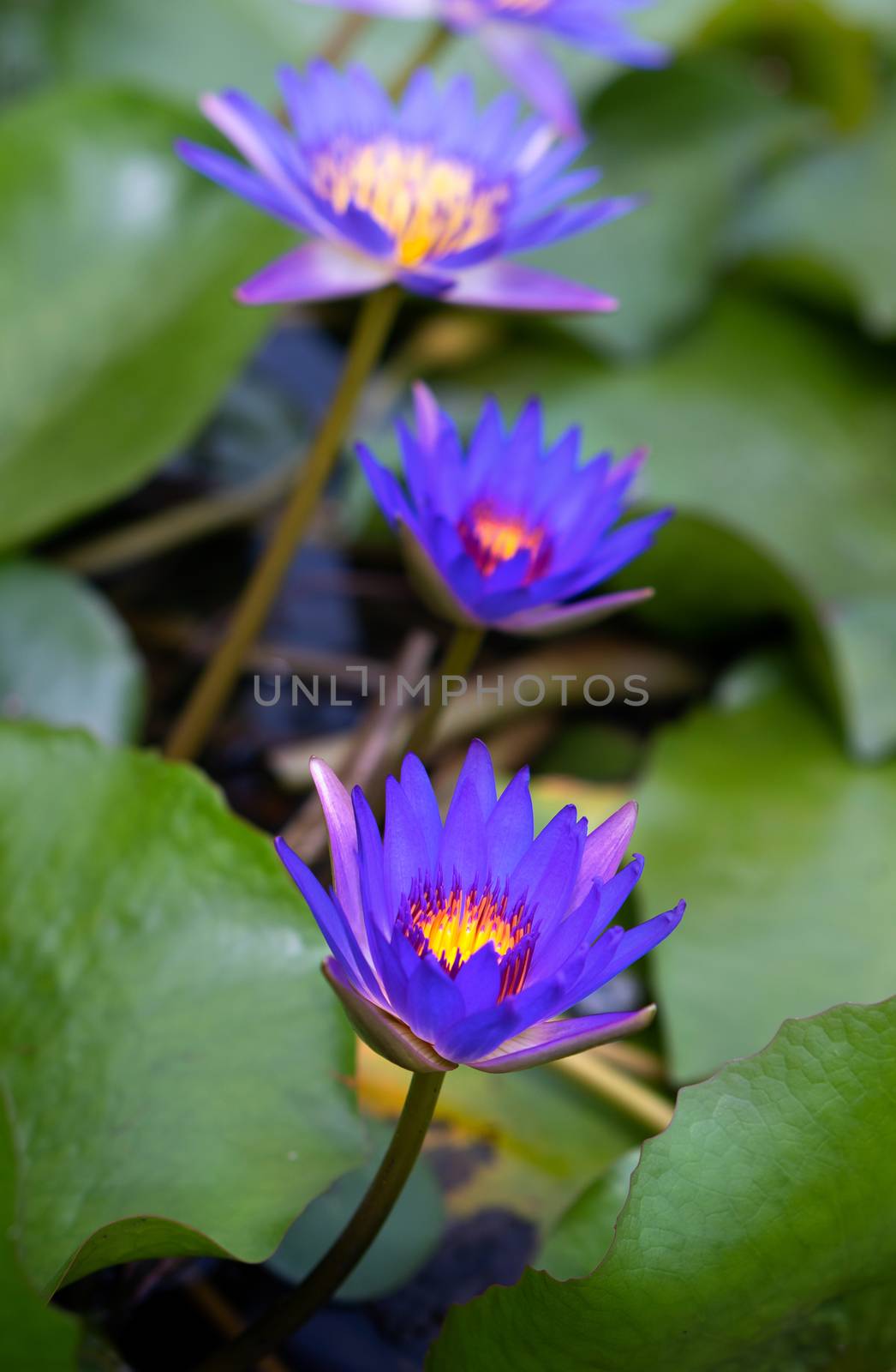 Purple lotus flowers in the lotus pond by pkproject