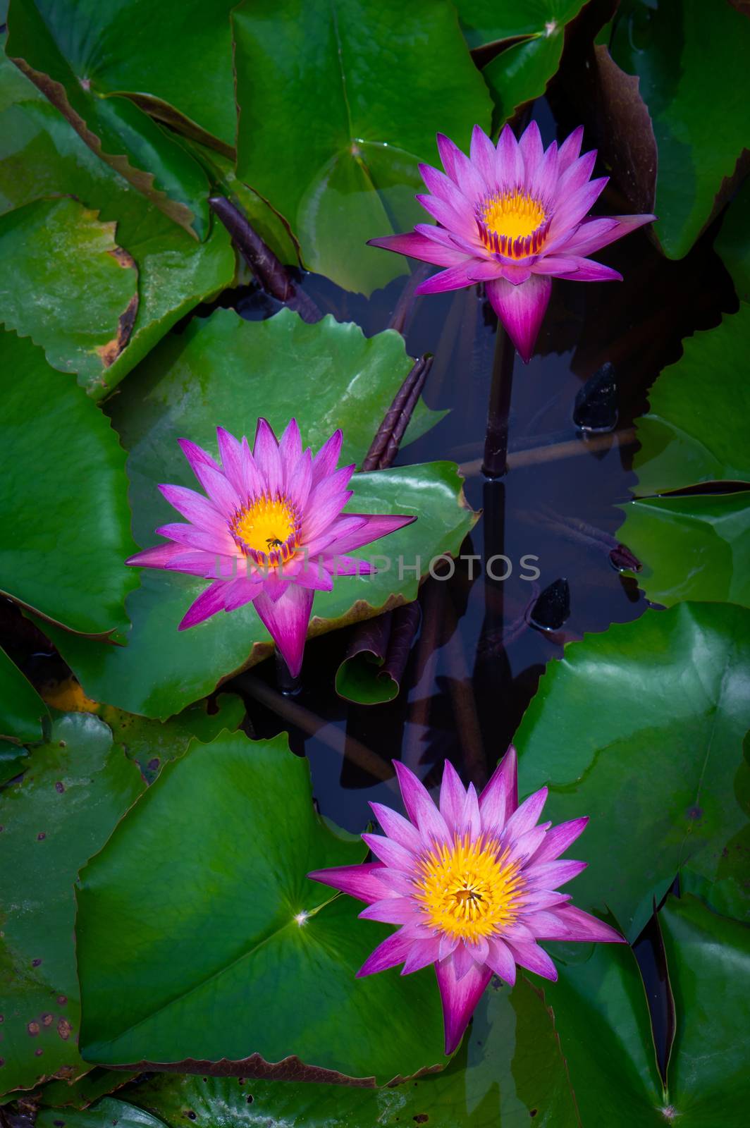 Pink lotus flowers in the lotus pond by pkproject